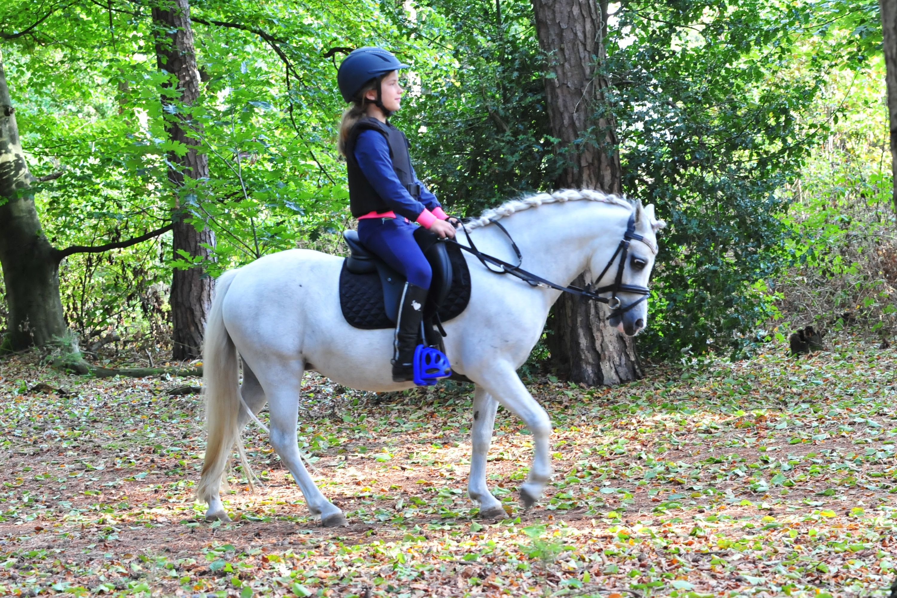 welsh andere merrie 4 years old schimmel for sale - Photo 3