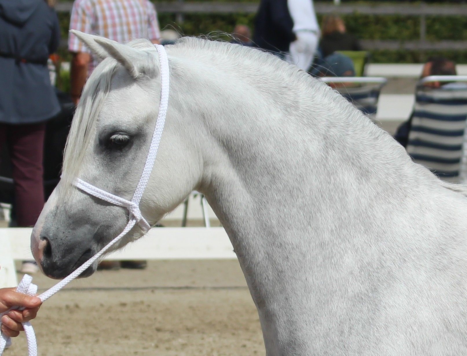 welsh andere merrie 4 years old schimmel for sale - Photo 4