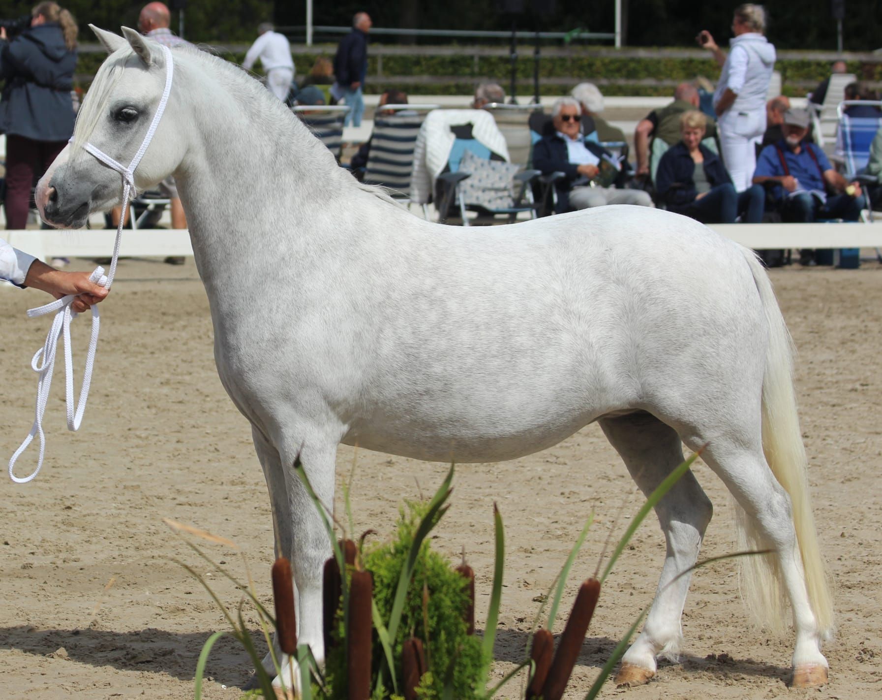 welsh andere merrie 4 years old schimmel for sale - Photo 5