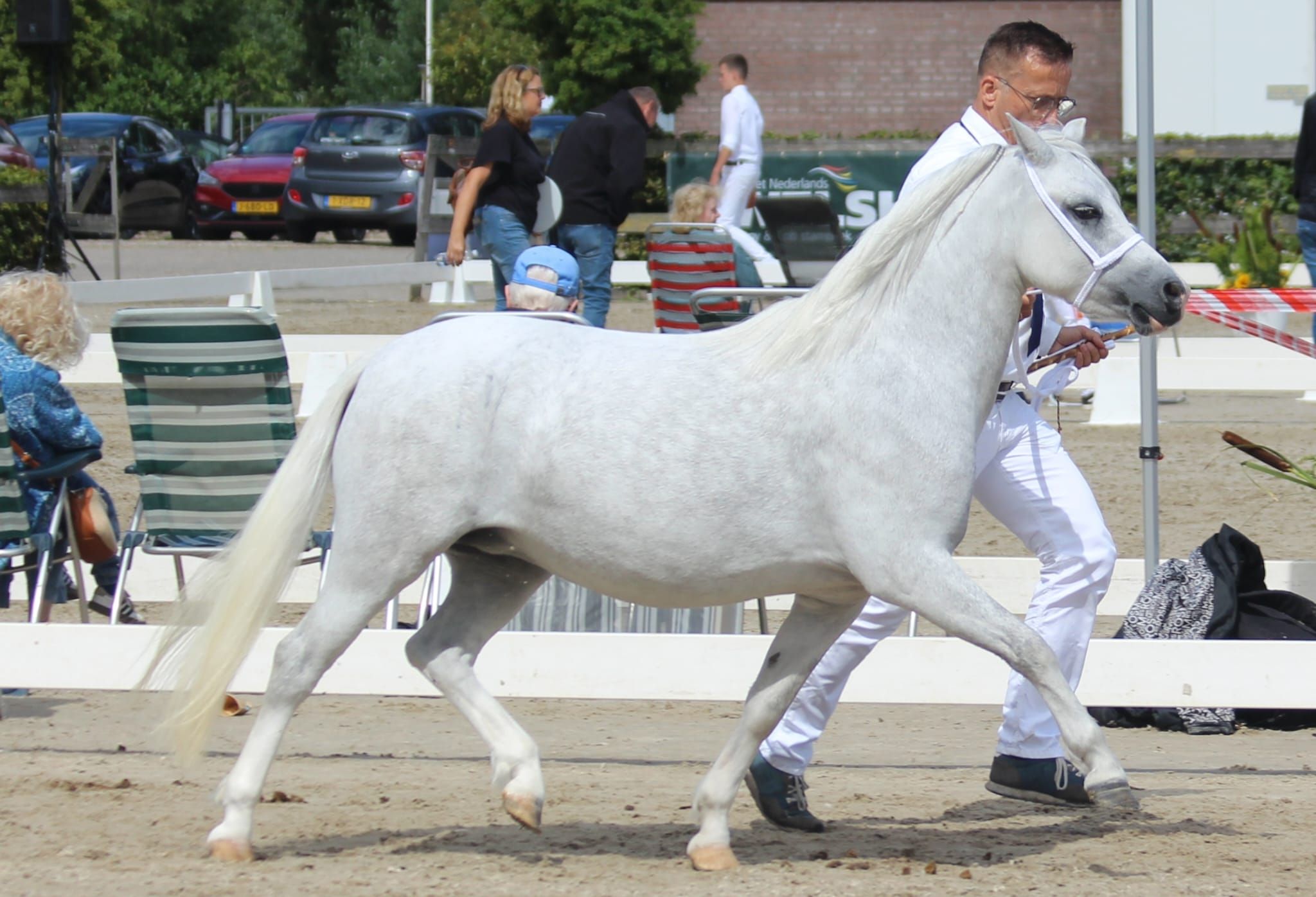 welsh andere merrie 4 years old schimmel for sale - Photo 6