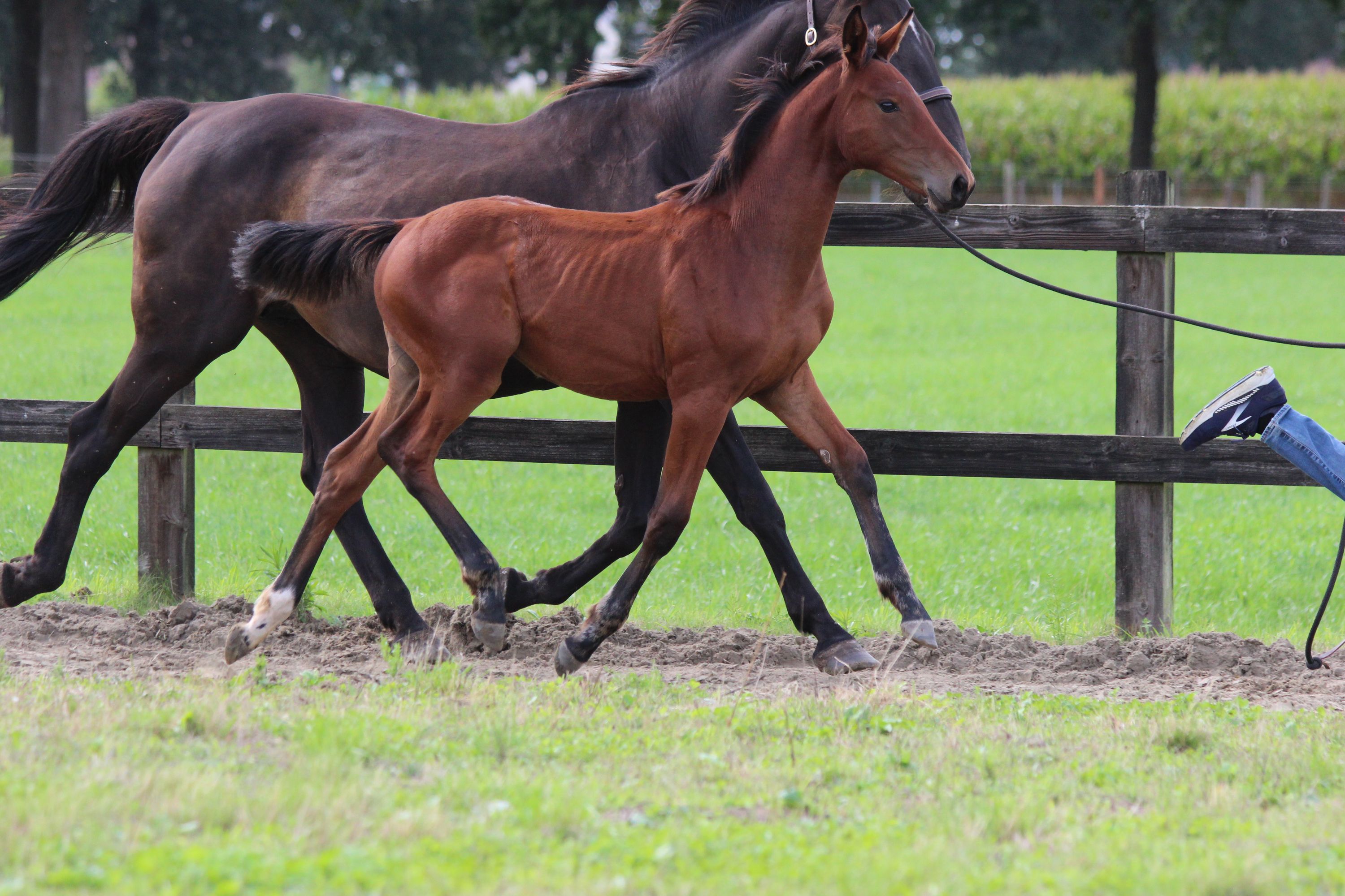 zangersheide springpaard merrie 0 Jahre alt bruin zu verkaufen - Foto 6