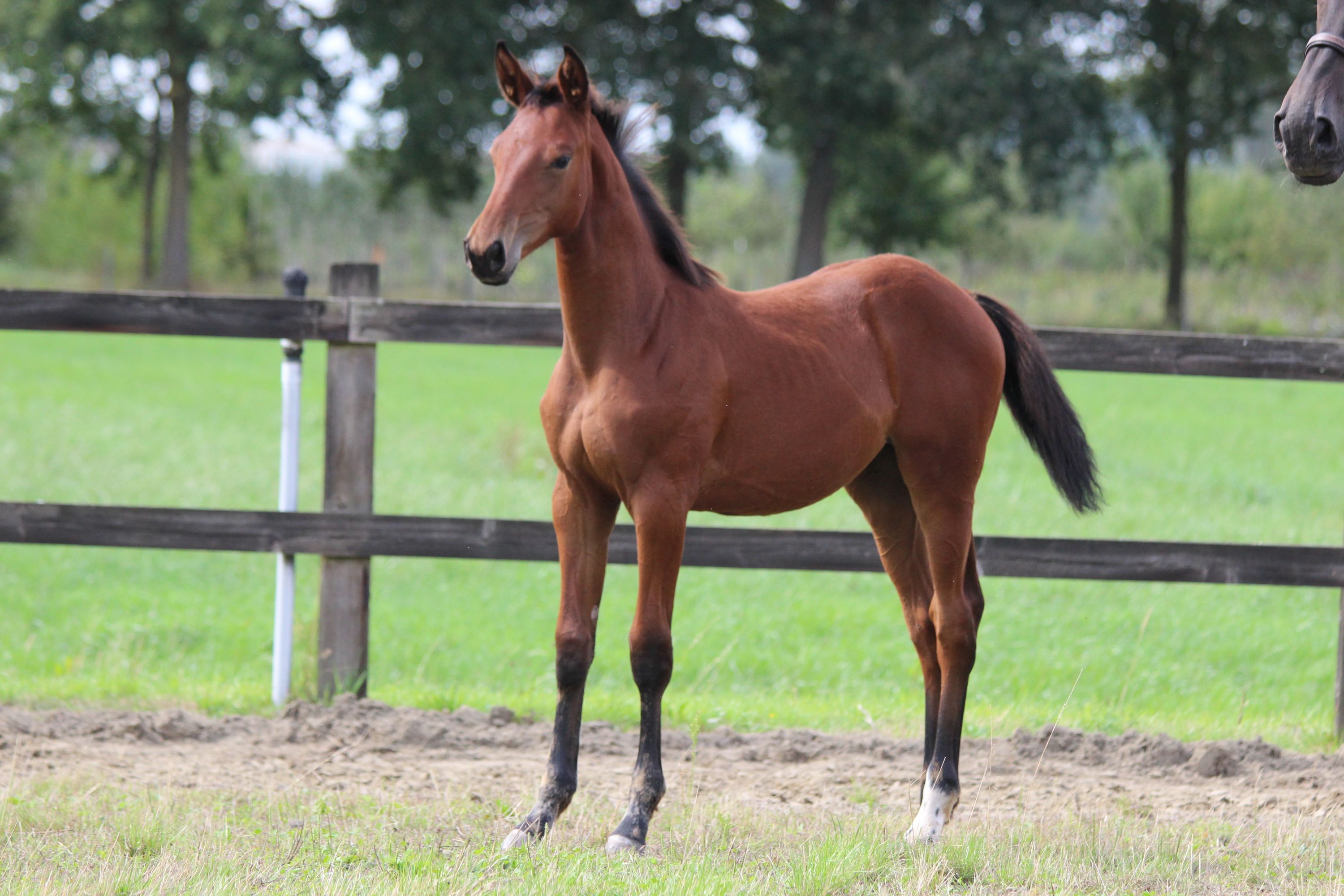 zangersheide springpaard merrie 0 Jahre alt bruin zu verkaufen - Foto 3