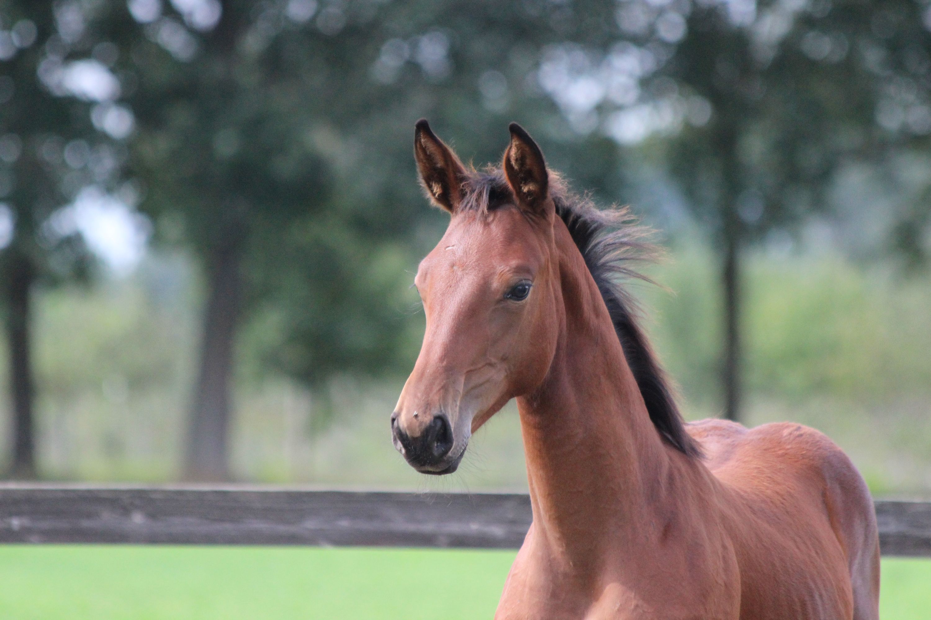 zangersheide springpaard merrie 0 Jahre alt bruin zu verkaufen - Foto 5