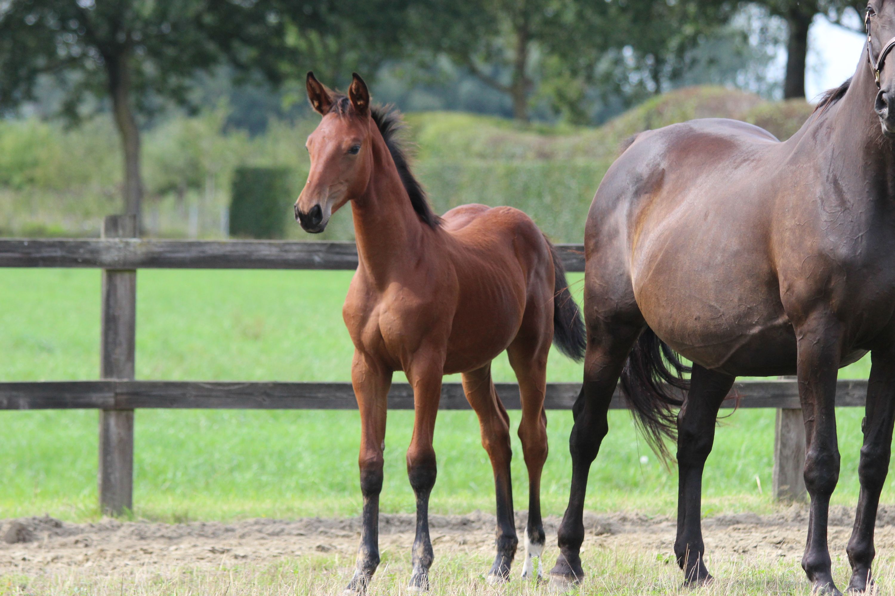 zangersheide springpaard merrie 0 Jahre alt bruin zu verkaufen - Foto 2