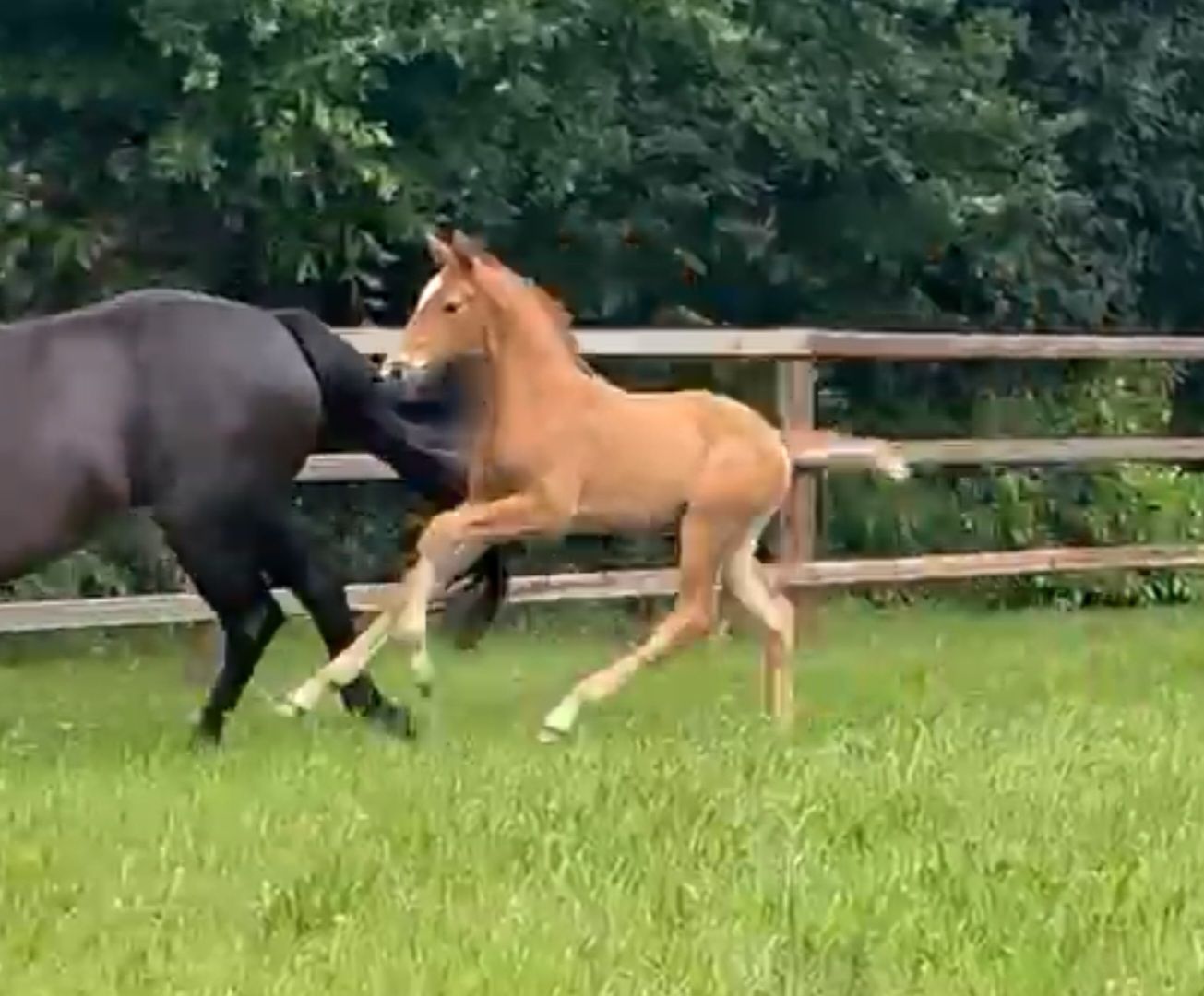Foals de très grande qualité par Viva Vegas, Red Viper et Real Dream issus de très bonnes lignées maternelles