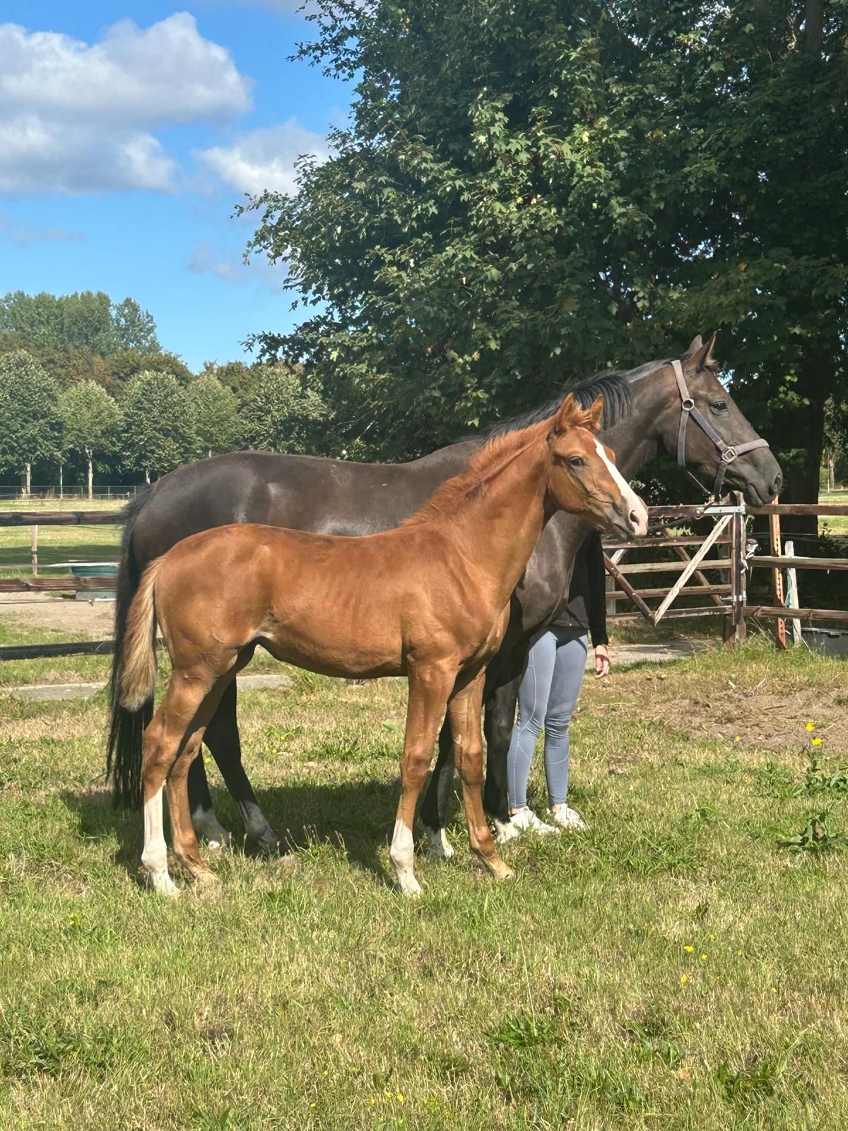 kwpn dressuurpaard hengst 0 ans vos à vendre - Photo 2