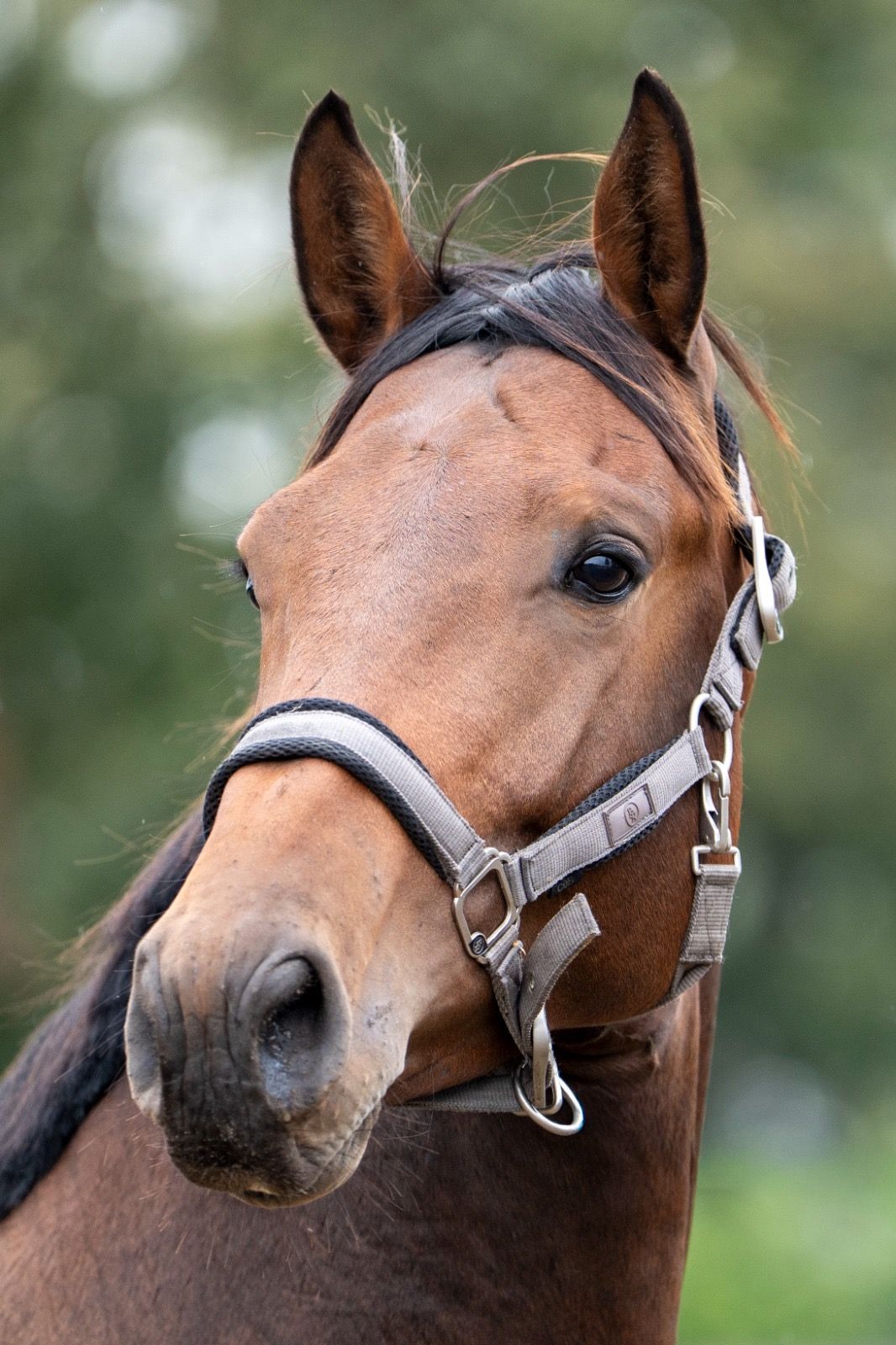 nrps springpaard hengst 3 år bruin till salu - Foto 2