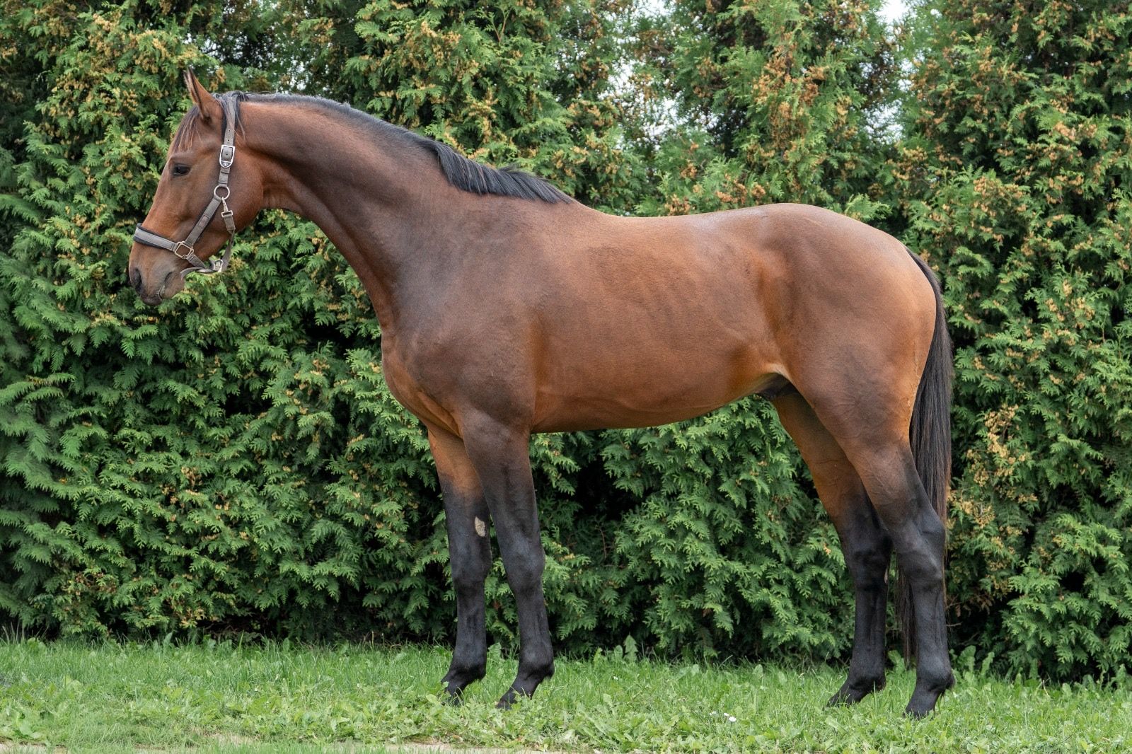 Vacker, söt treårig hingst