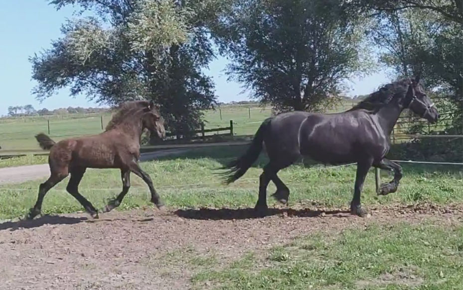 Vackert stoet foal Nane 492 x Fabe 348 (stolinje 94)