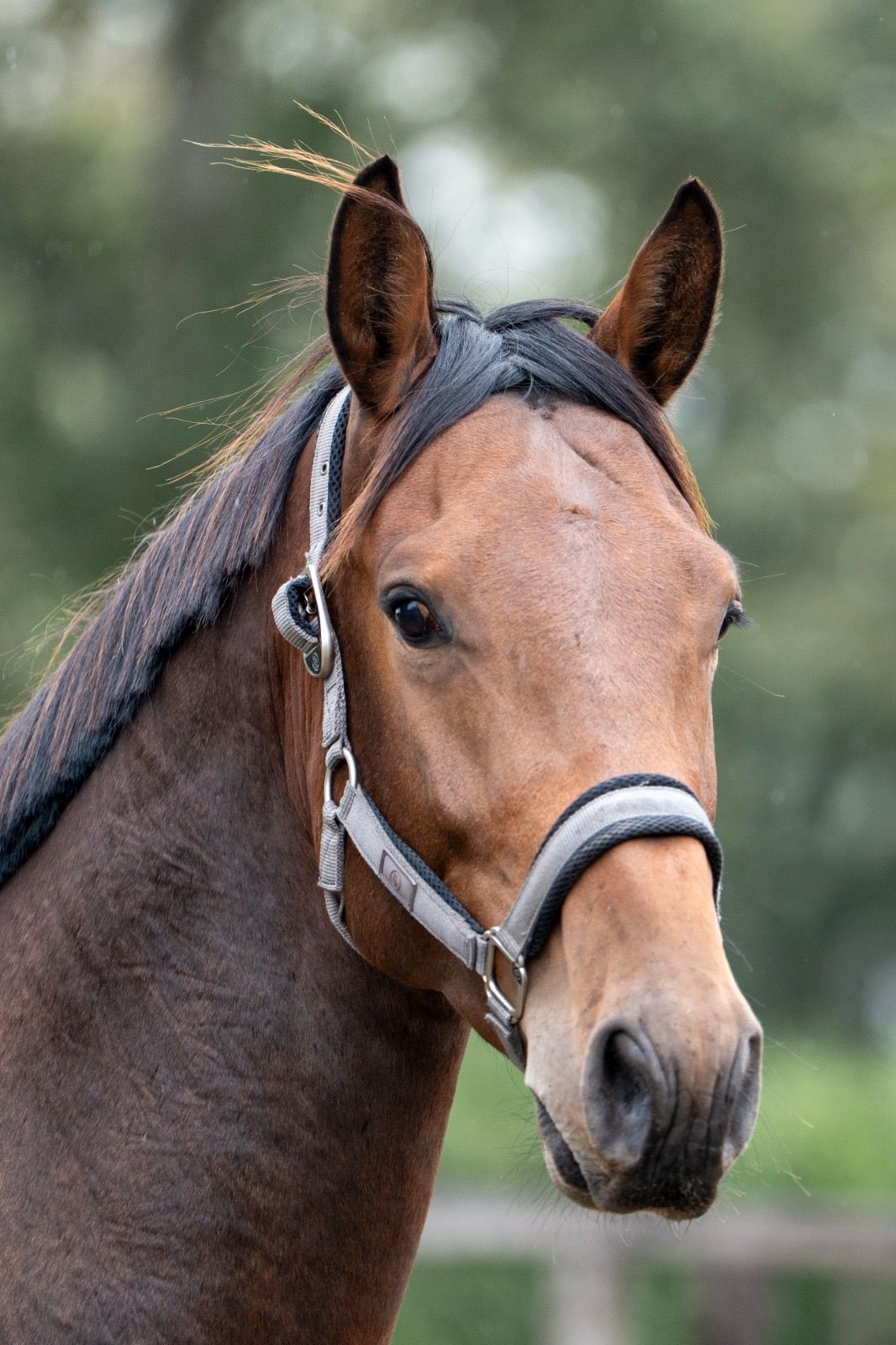 nrps springpaard hengst 3 år bruin till salu - Foto 3
