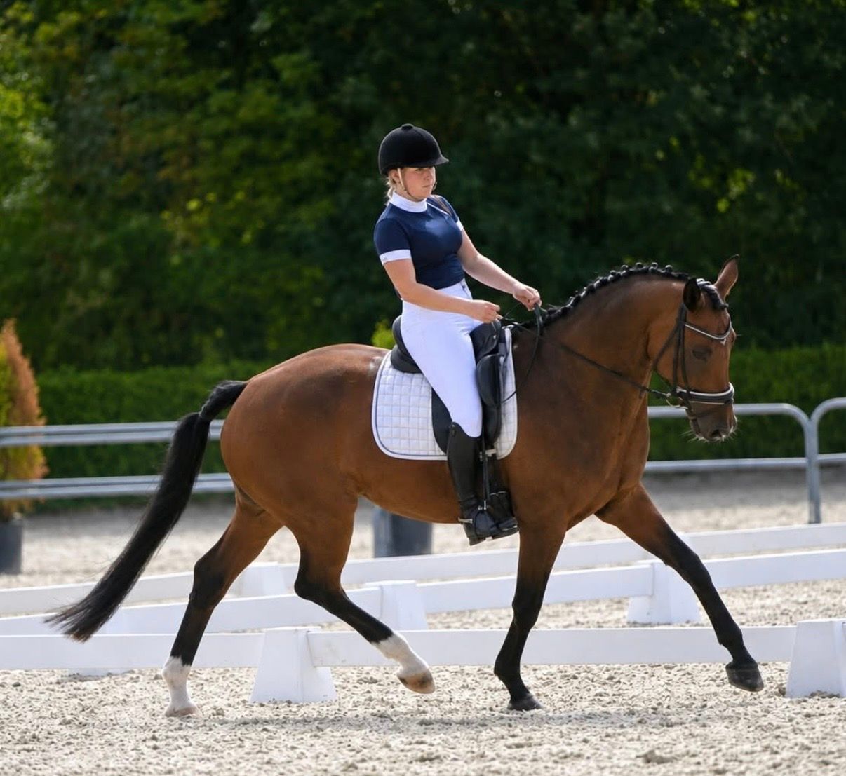 kwpn dressuurpaard merrie 14 岁 donkerbruin 出售 - 照片 2