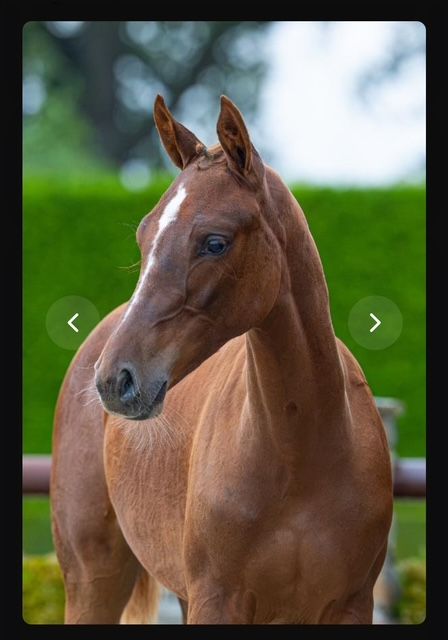 Merrieveulen My Lord Carthago x Cornet Obolensky (Holst 474A)