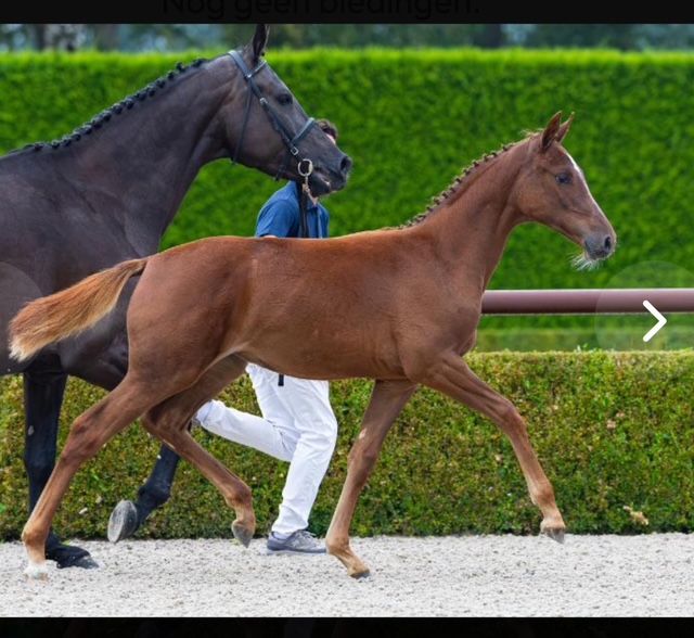 kwpn springpaard merrie 0 years old vos for sale - Photo 2