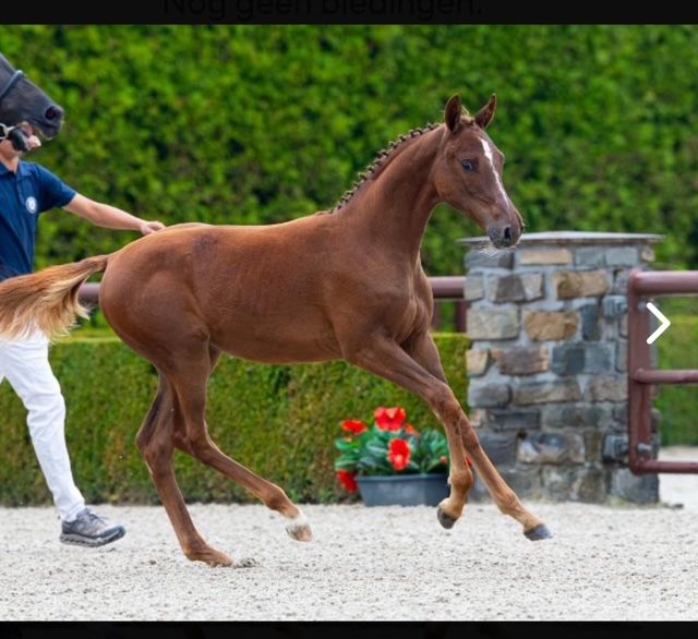kwpn springpaard merrie 0 years old vos for sale - Photo 3