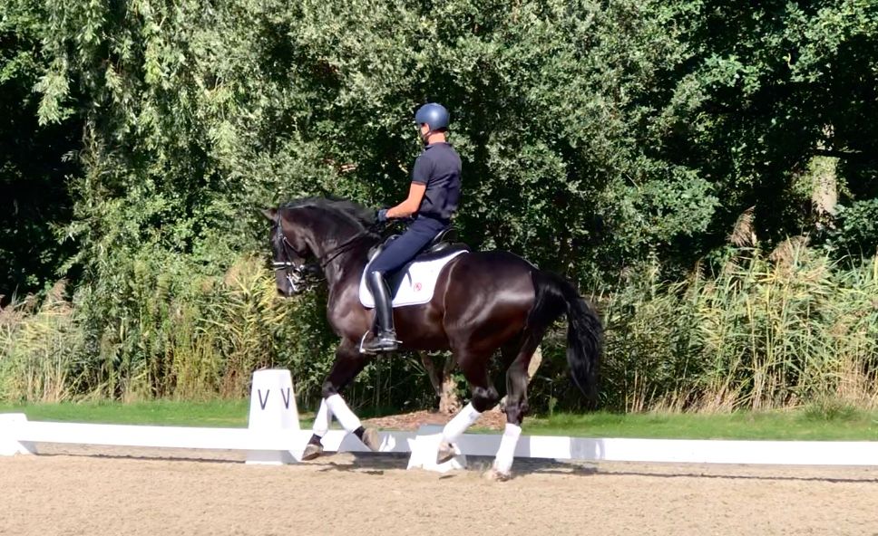 bwp dressuurpaard ruin 9 ani zwart de vânzare - Foto 2