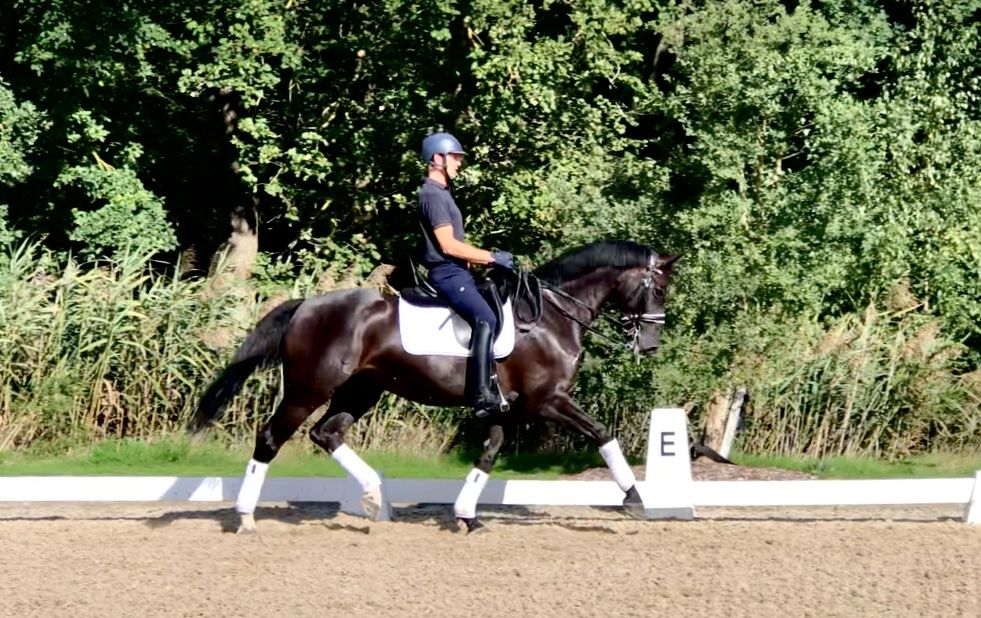 bwp dressuurpaard ruin 9 ani zwart de vânzare - Foto 3