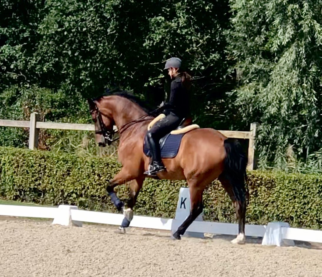 kwpn dressuurpaard ruin 12 ani bruin de vânzare - Foto 2