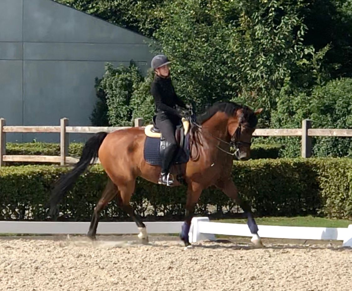 kwpn dressuurpaard ruin 12 ani bruin de vânzare - Foto 4