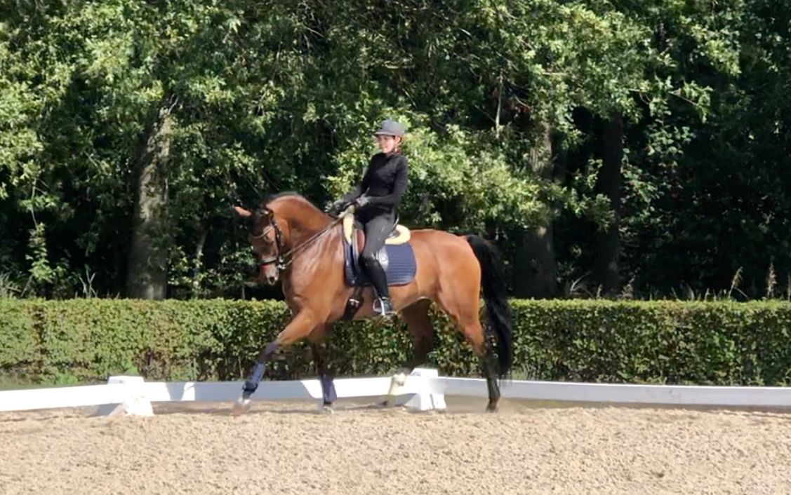 kwpn dressuurpaard ruin 12 ani bruin de vânzare - Foto 3