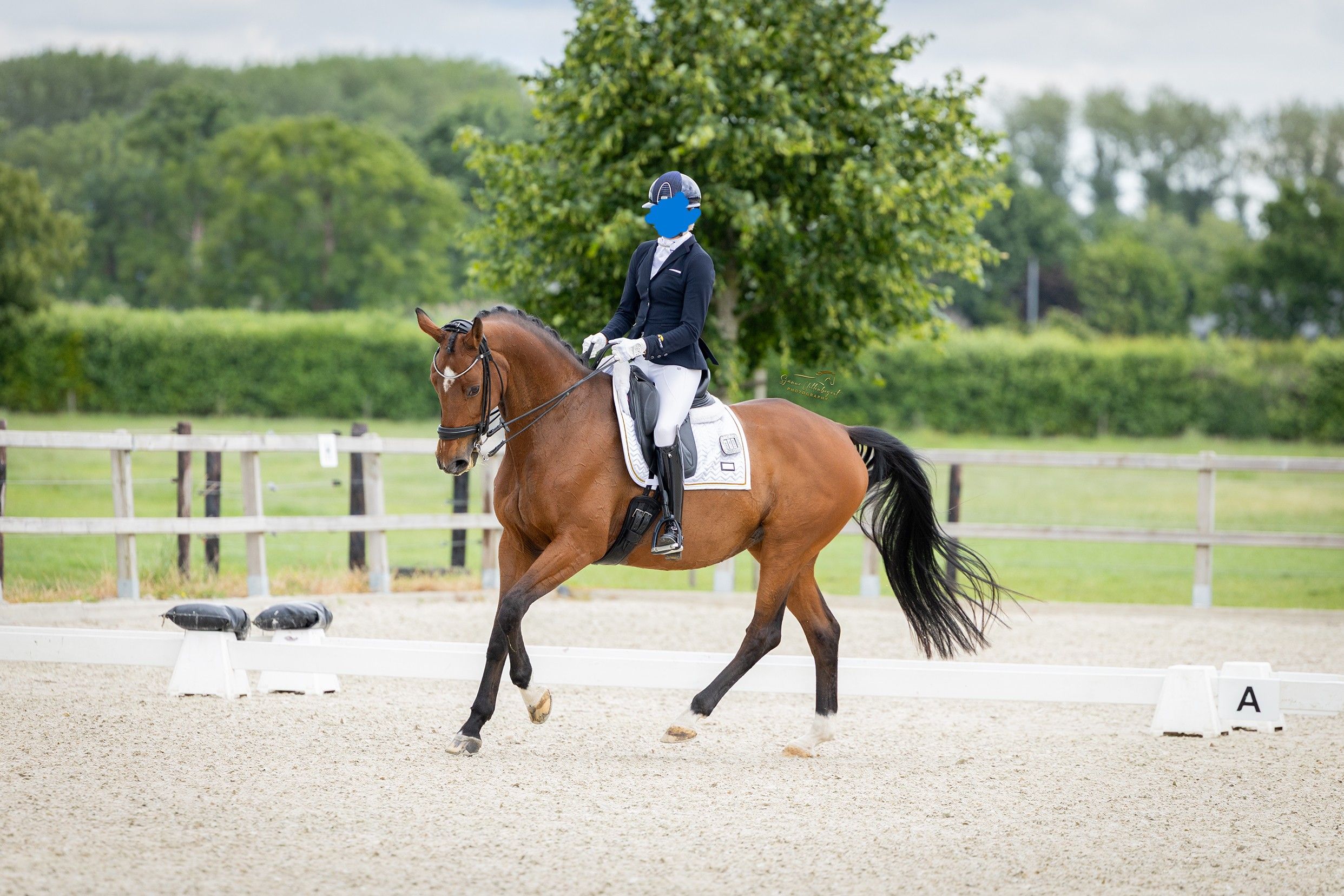 kwpn dressuurpaard merrie 16 år bruin till salu - Foto 2