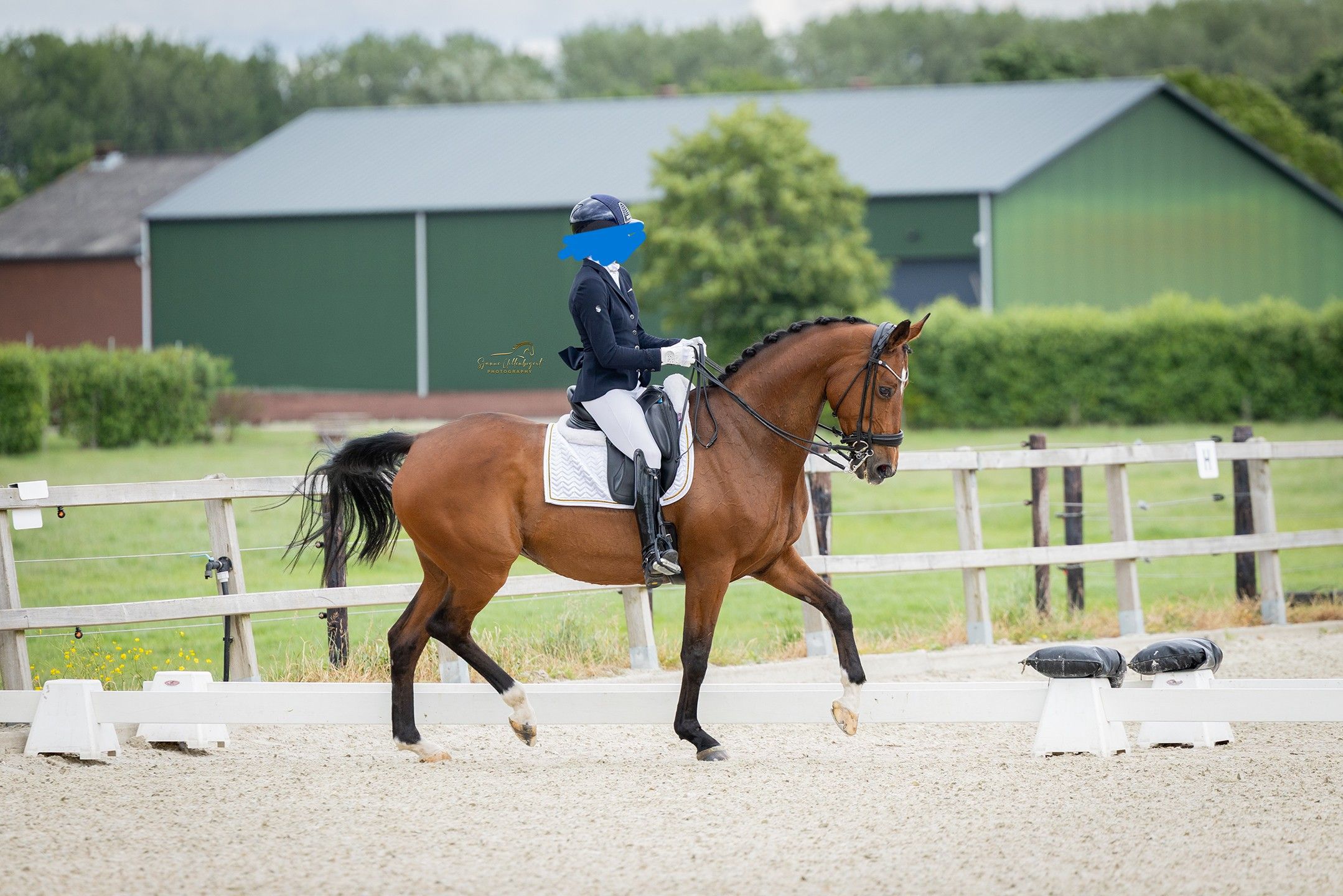 kwpn dressuurpaard merrie 16 år bruin till salu - Foto 3