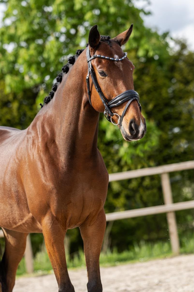 À vendre : beau hongre de 7 ans, volontaire au travail