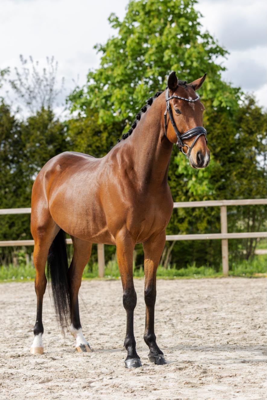 dressuurpaard ruin 7 ans bruin à vendre - Photo 3