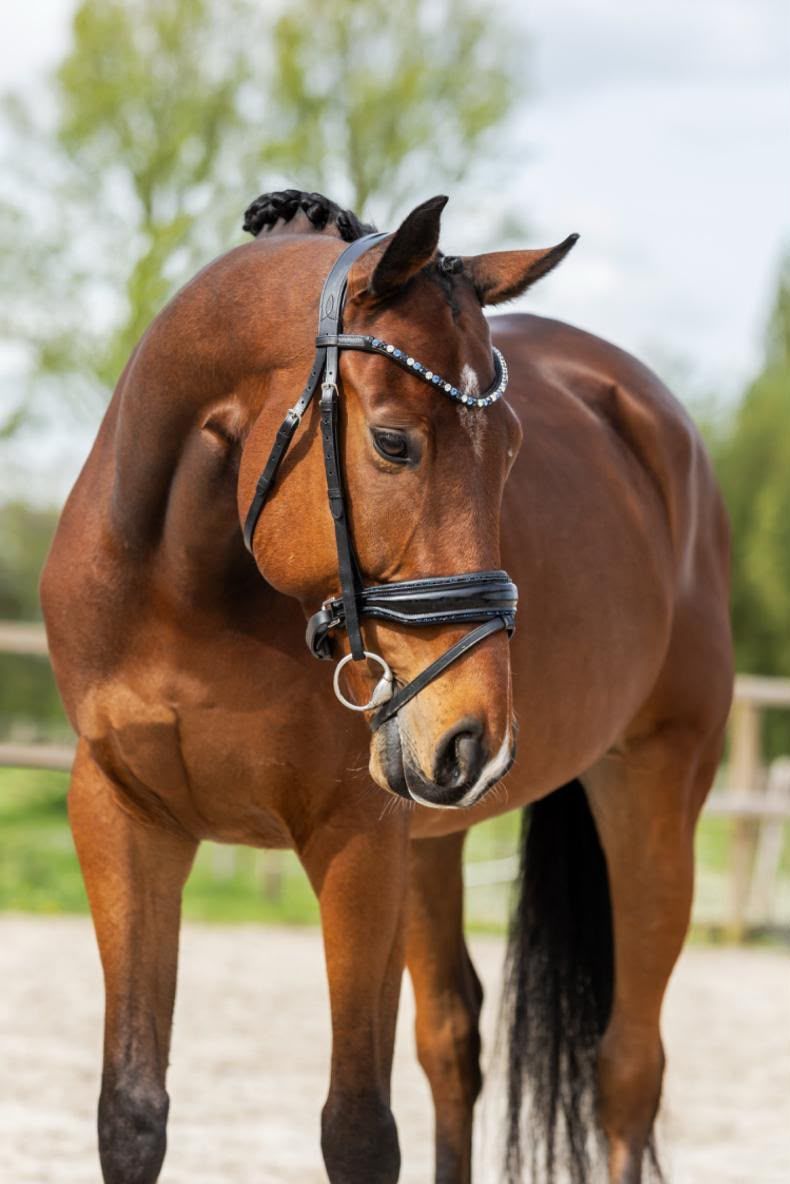 dressuurpaard ruin 7 ans bruin à vendre - Photo 2