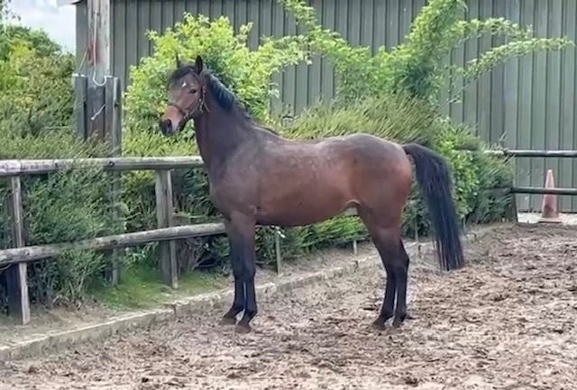 綺麗な3.5歳の馬場馬術用牝馬が販売中です。