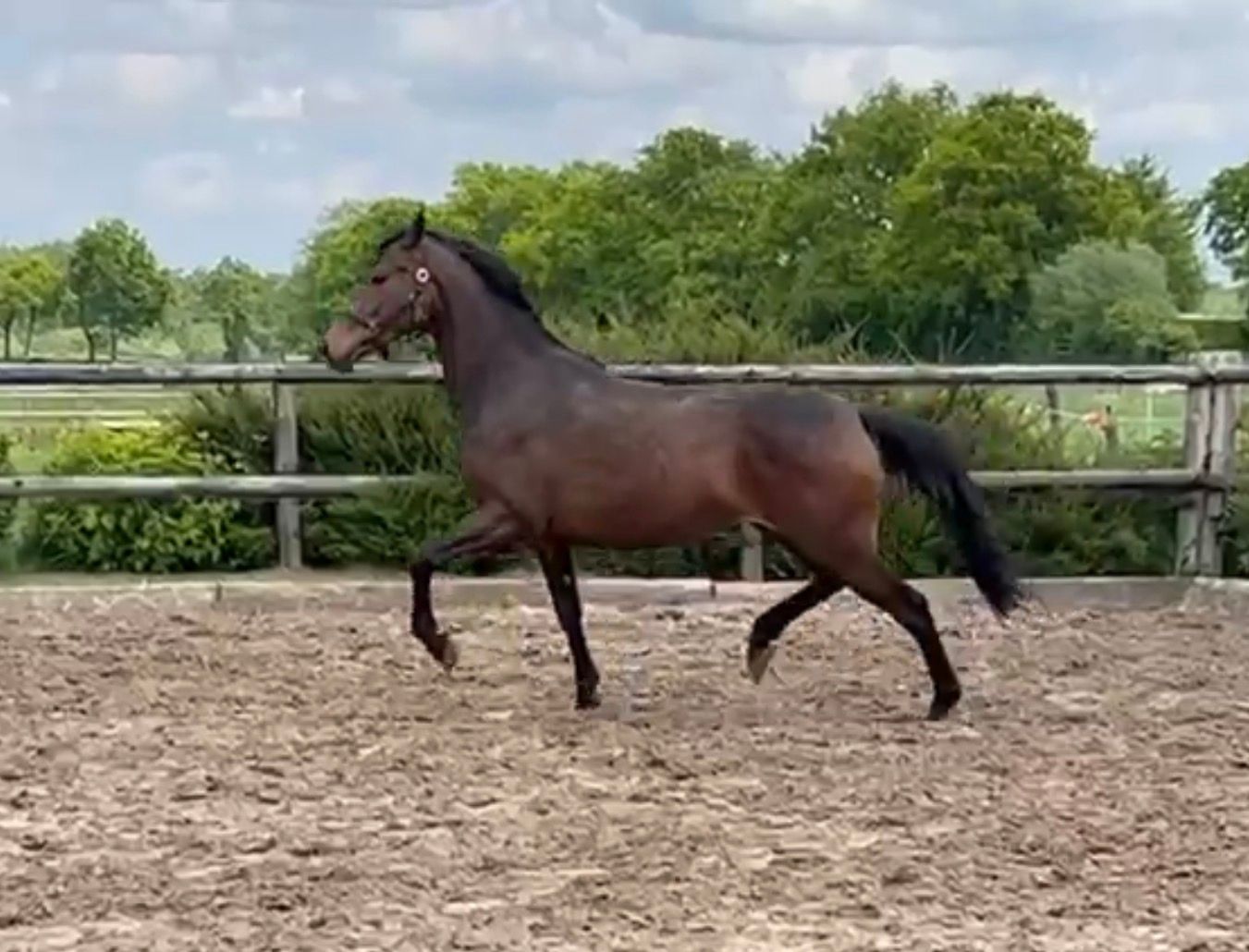 kwpn dressuurpaard merrie 3 years old donkerbruin for sale - Photo 2