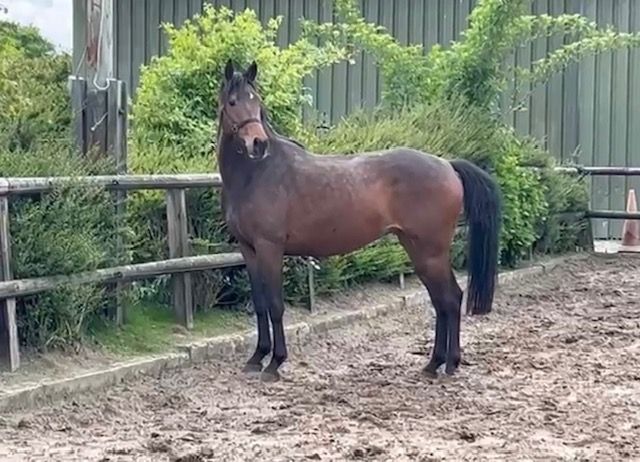 kwpn dressuurpaard merrie 3 years old donkerbruin for sale - Photo 3