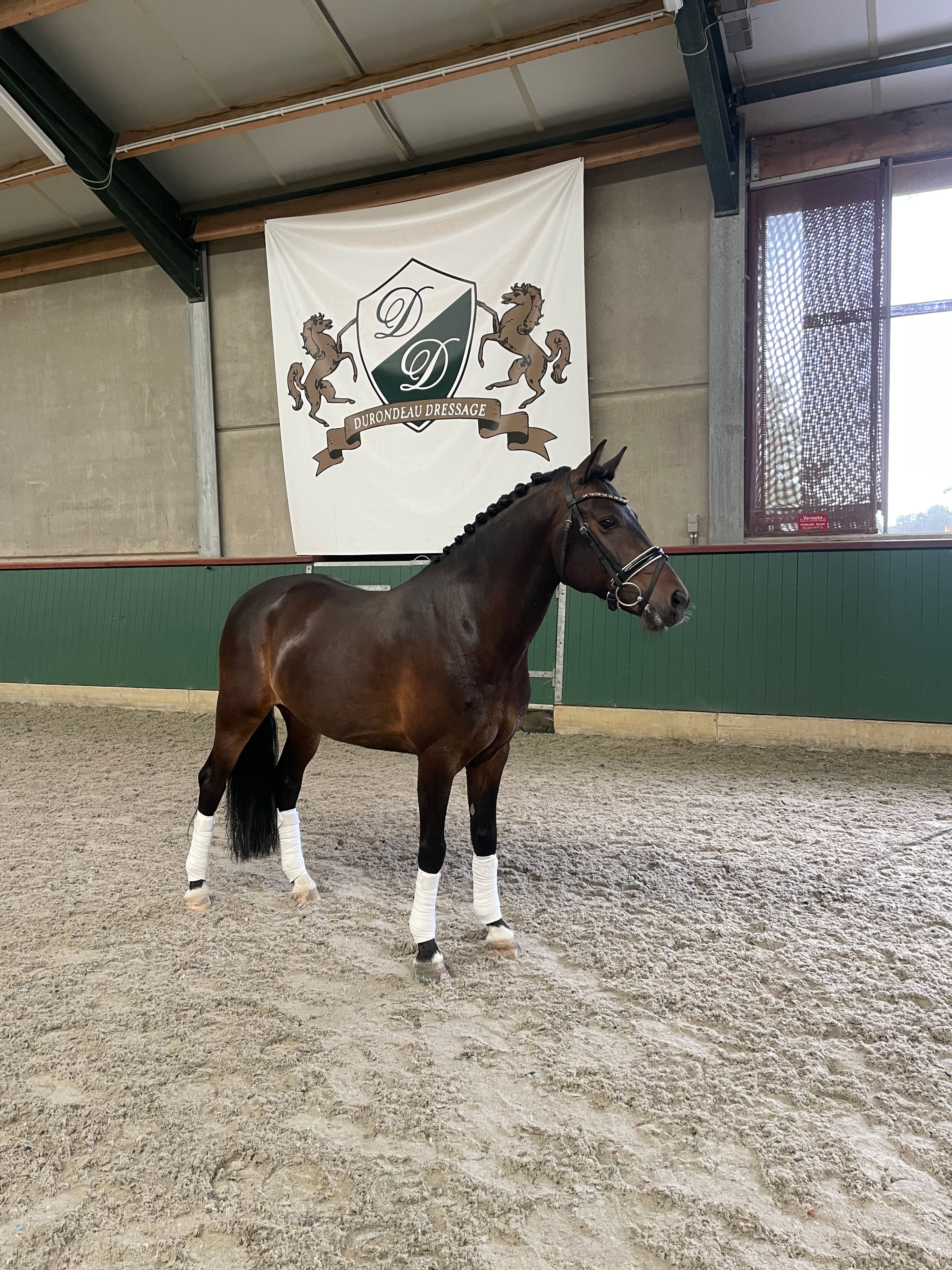 Super getalenteerde, voormalig goedgekeurde dekhengst pony 