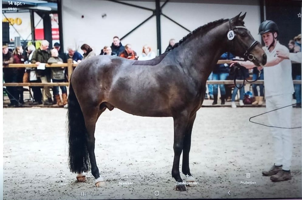 new-forest dressuurpony ruin 10 år donkerbruin till salu - Foto 3