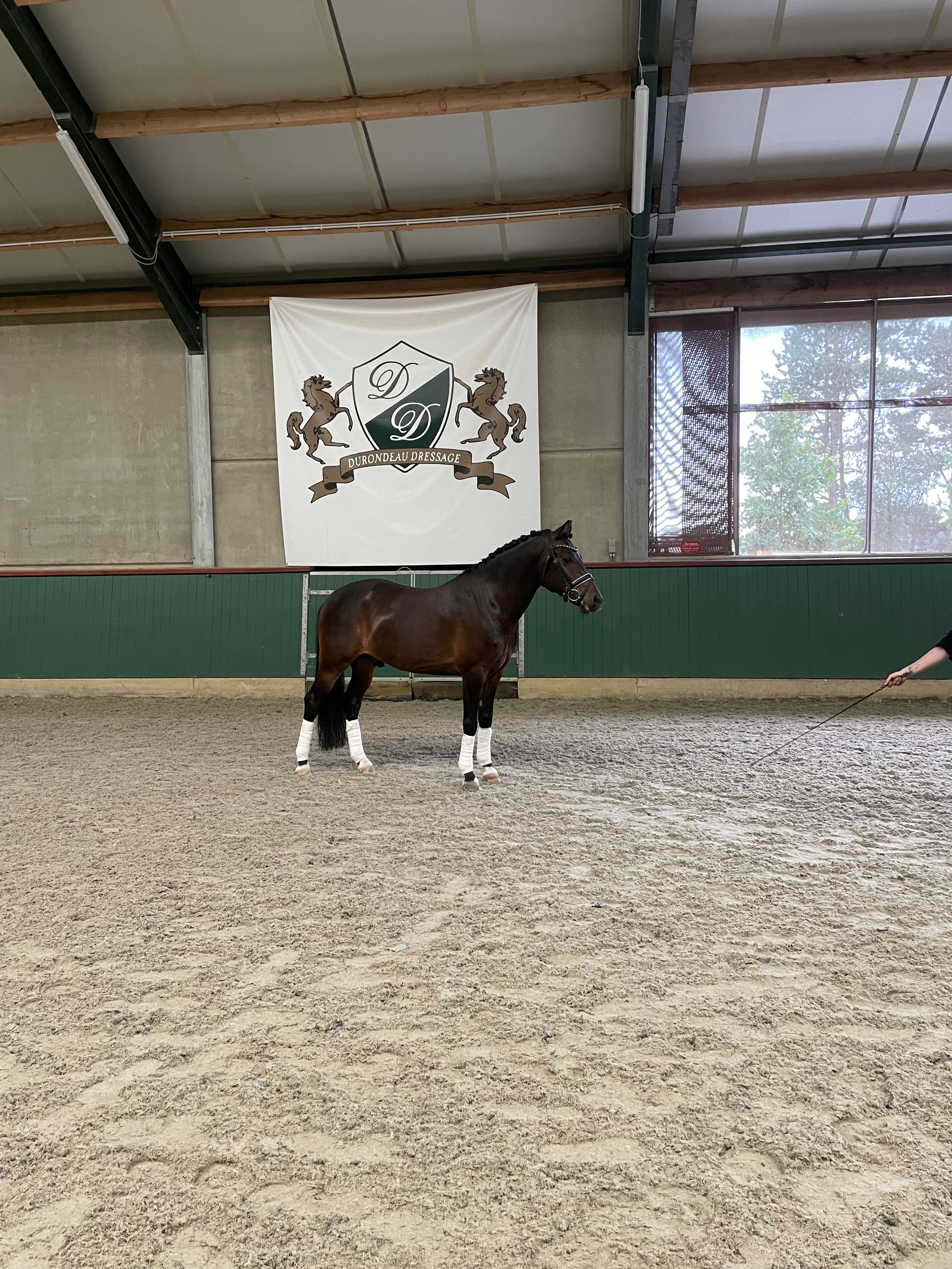 new-forest dressuurpony ruin 10 år donkerbruin till salu - Foto 2