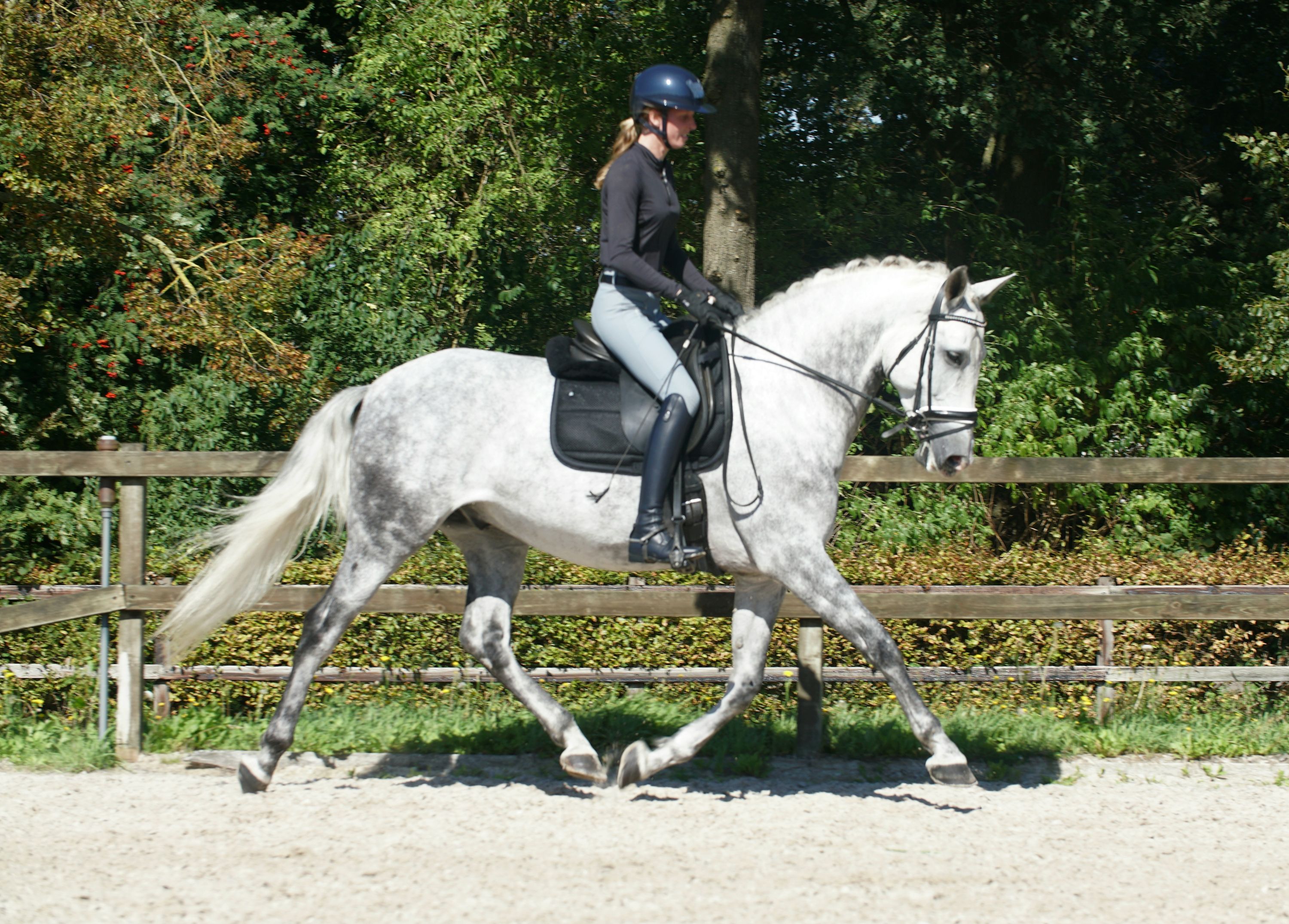 pre dressuurpaard ruin 7 years old schimmel for sale - Photo 5