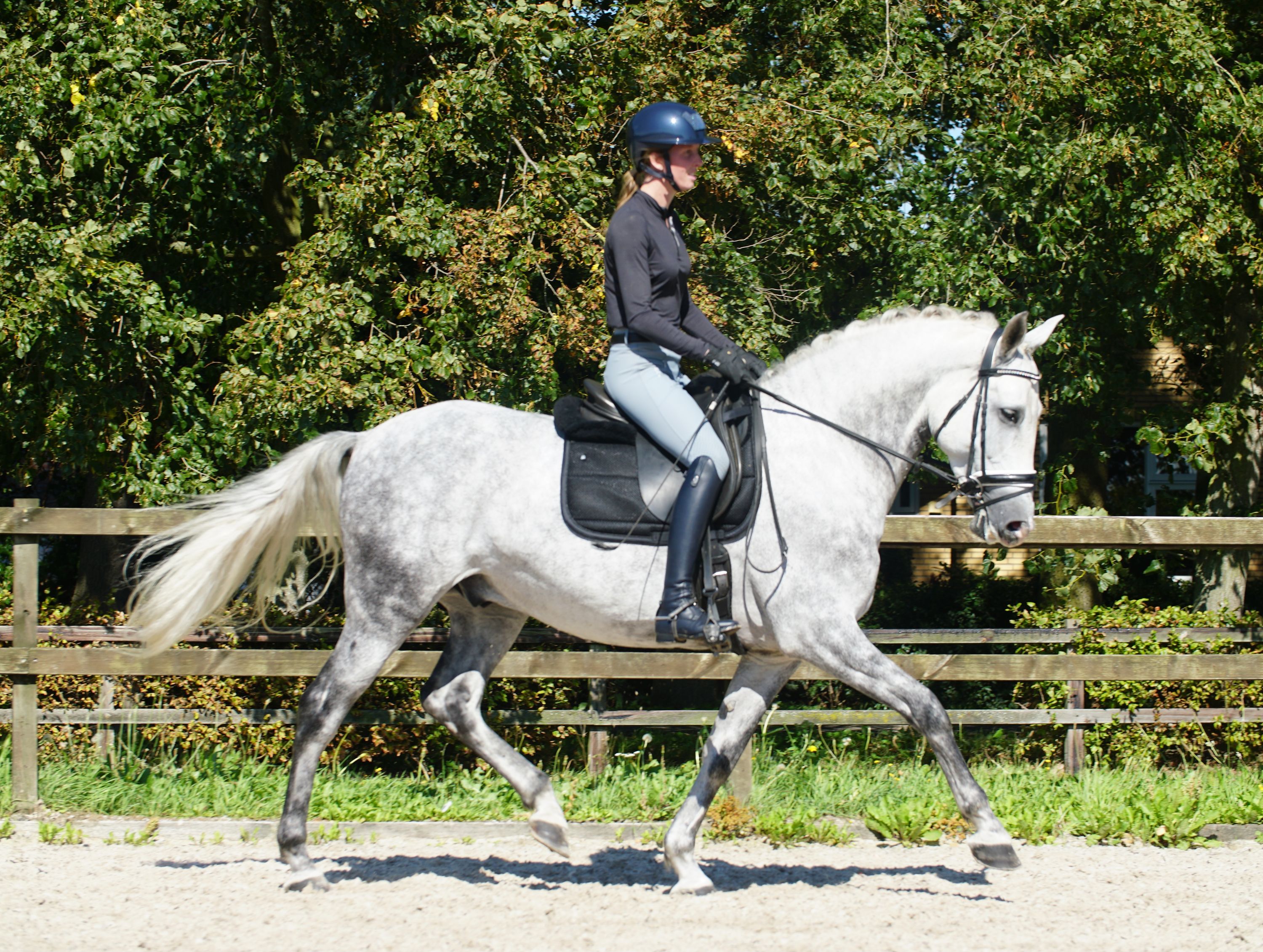 pre dressuurpaard ruin 7 years old schimmel for sale - Photo 6