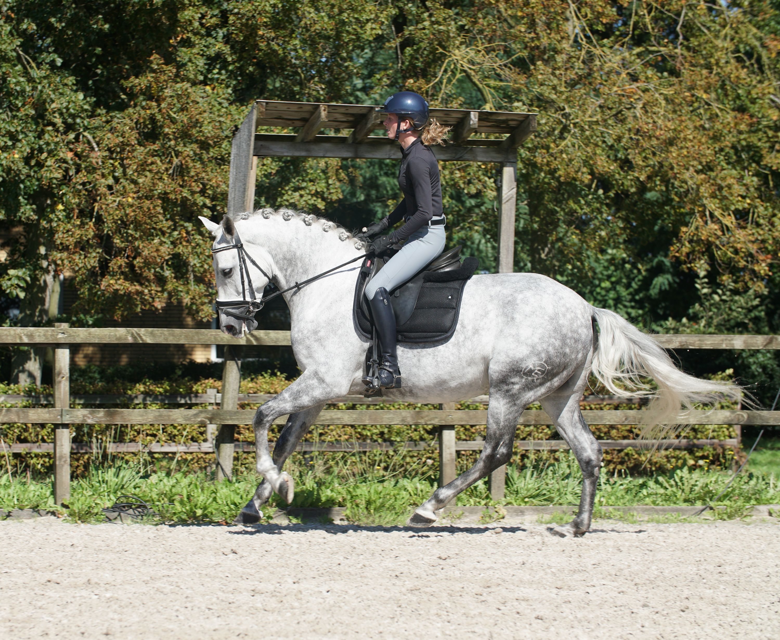 pre dressuurpaard ruin 7 years old schimmel for sale - Photo 4
