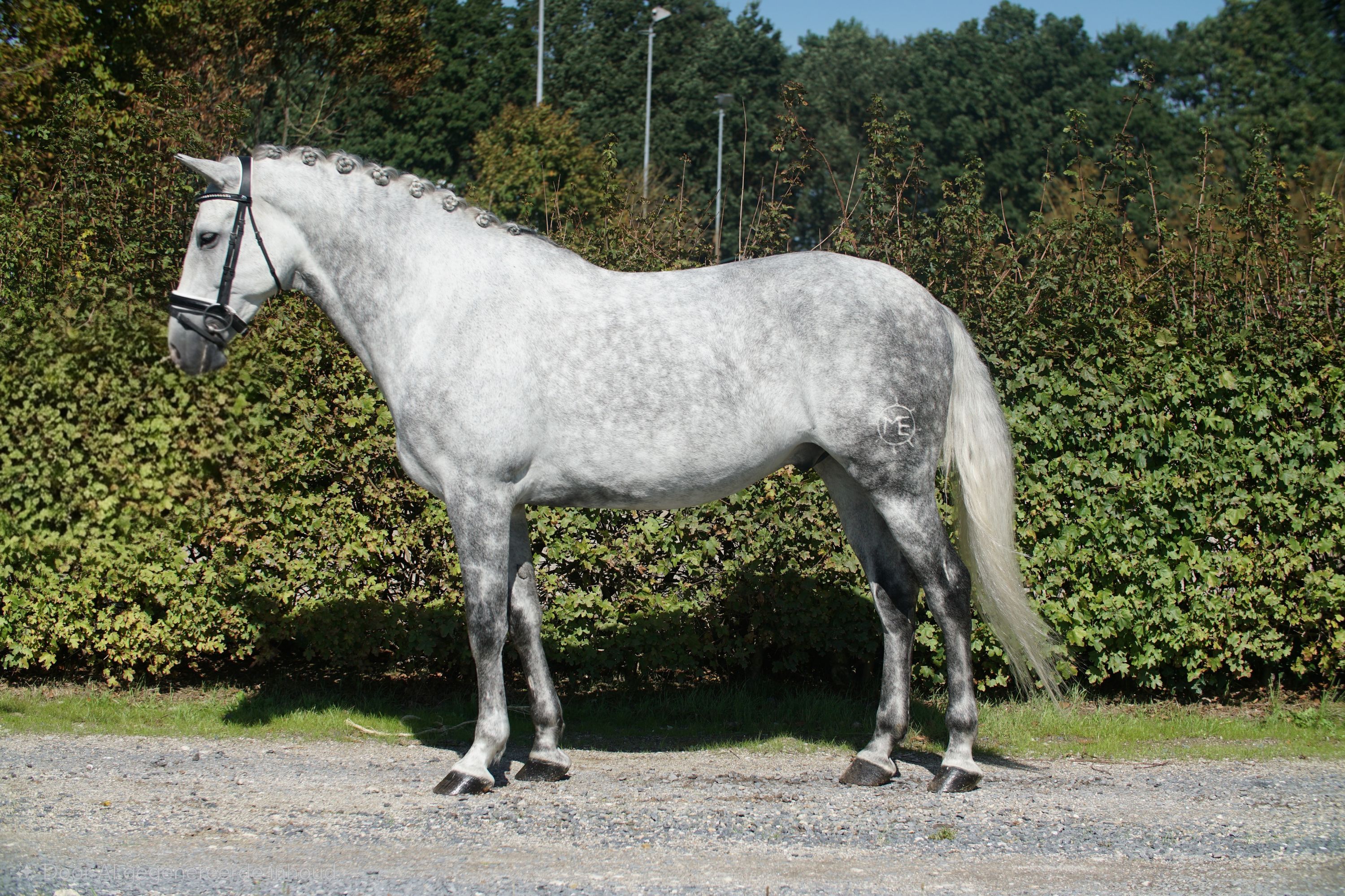 pre dressuurpaard ruin 7 years old schimmel for sale - Photo 2