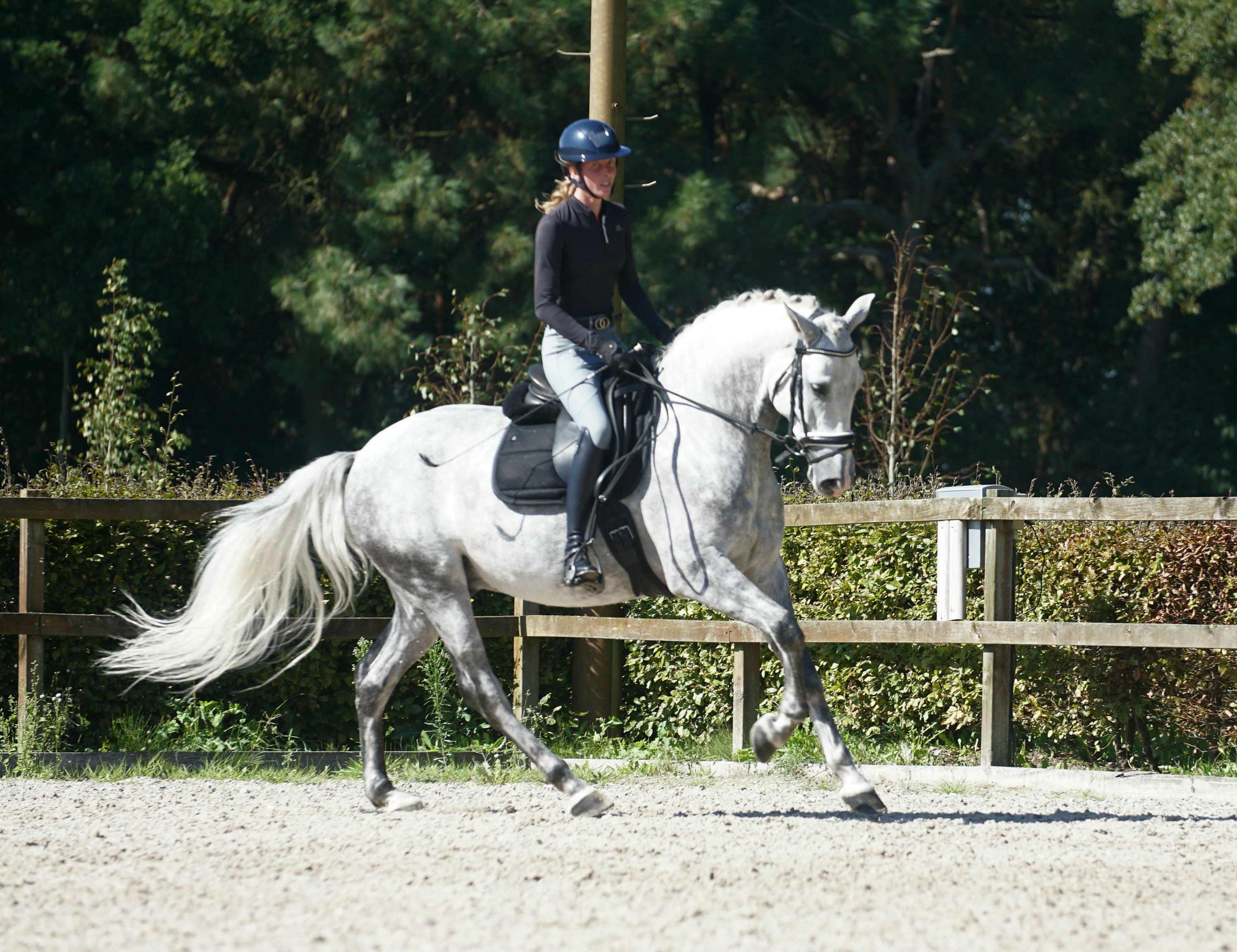 pre dressuurpaard ruin 7 years old schimmel for sale - Photo 3