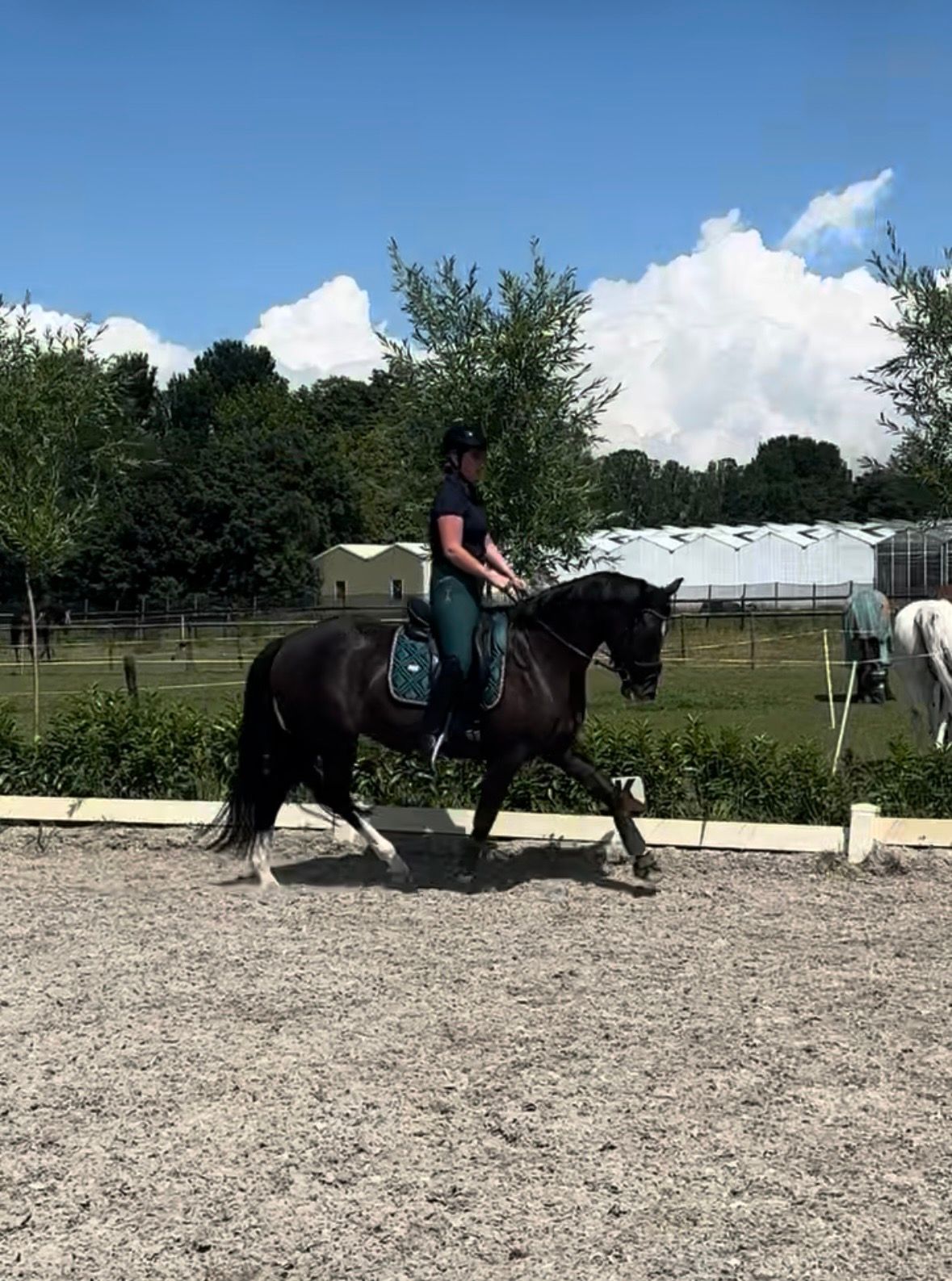 kwpn dressuurpaard merrie 4 ani zwart de vânzare - Foto 2