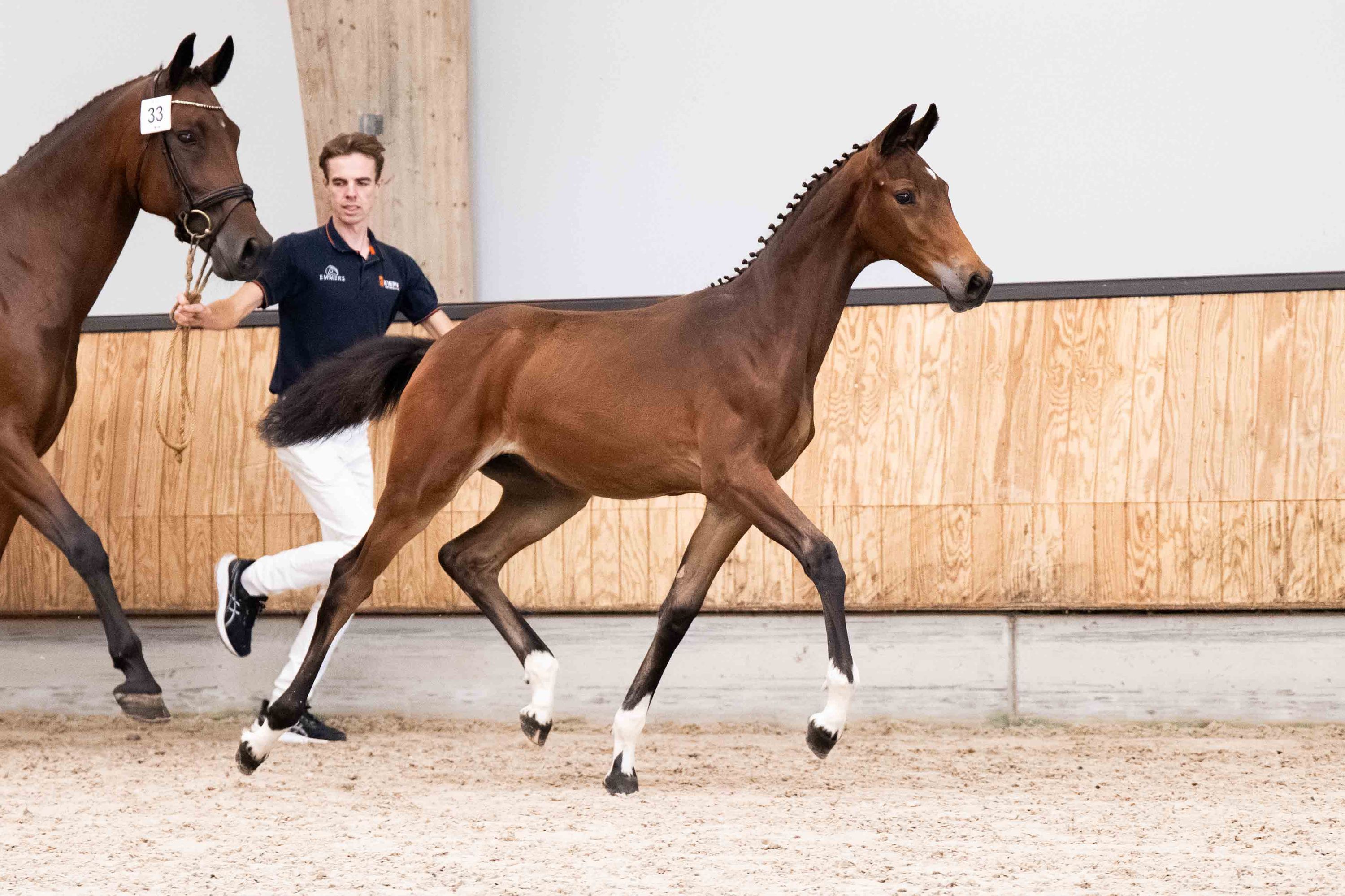 KWPN dressuurpaard Hengst 0 ani zwart de vânzare - Foto 4