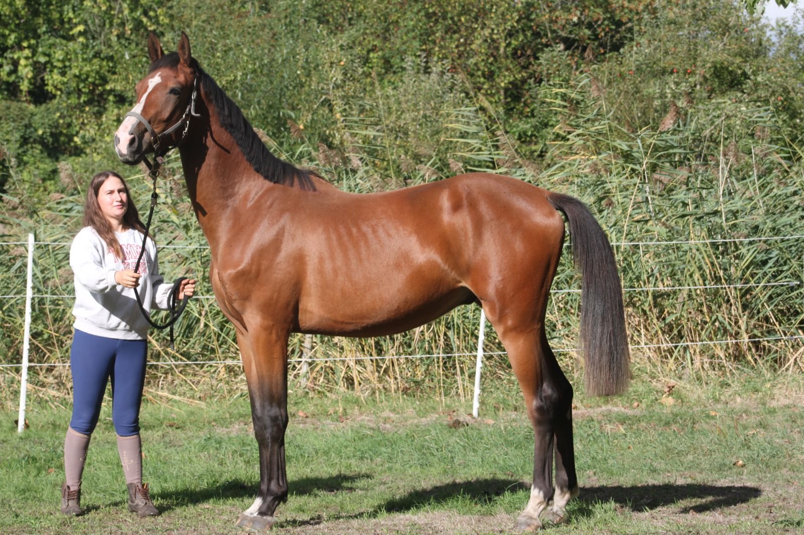 bwp springpaard ruin 2 jaar bruin te koop - Hoofdfoto