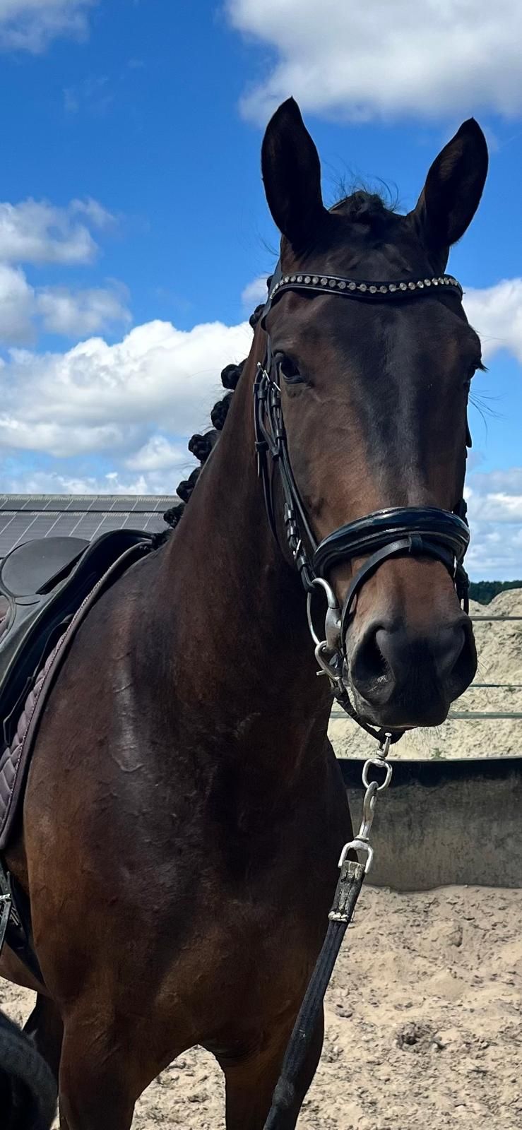 kwpn dressuurpaard ruin 3 år donkerbruin till salu - Foto 2