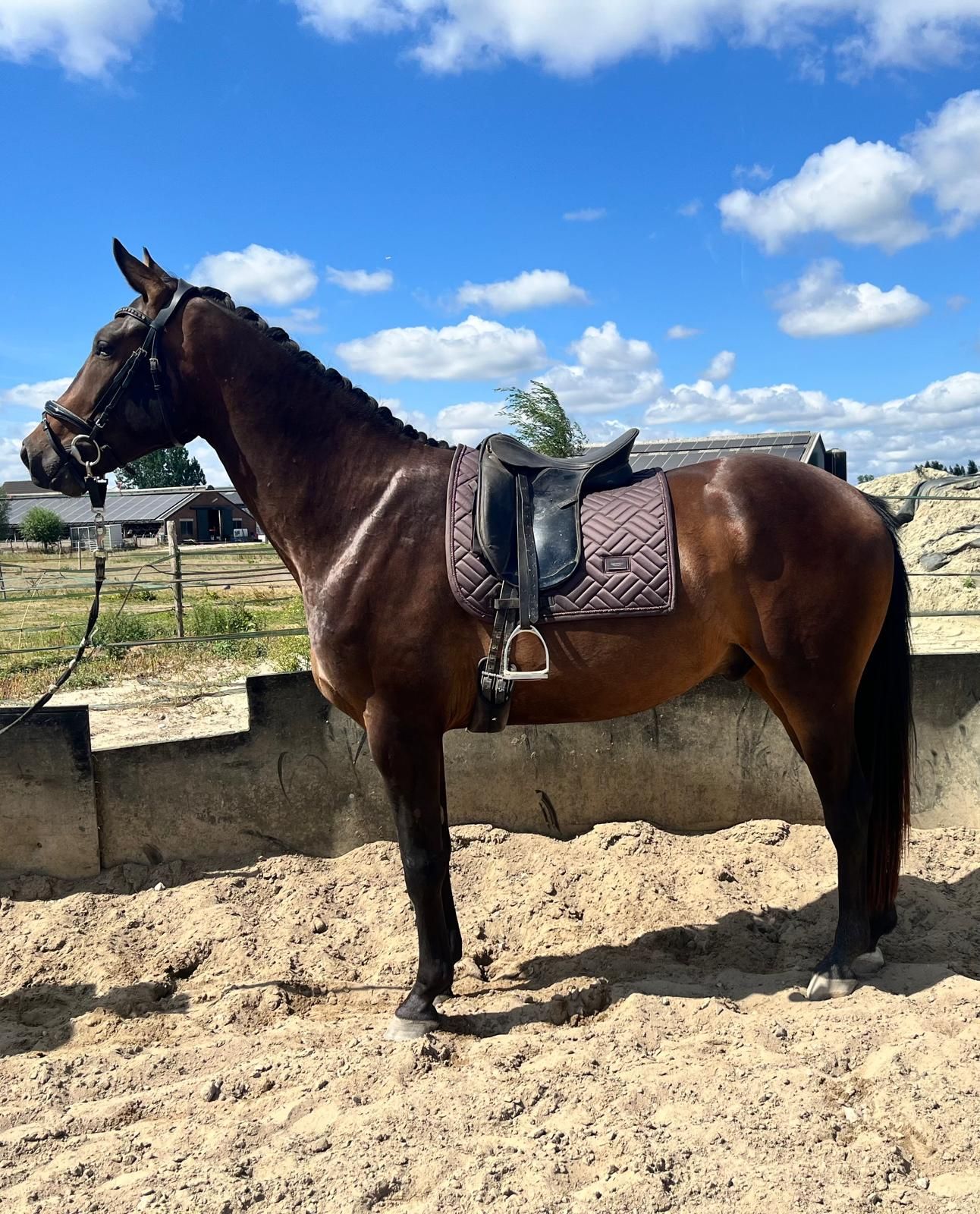 kwpn dressuurpaard ruin 3 år donkerbruin till salu - Foto 3