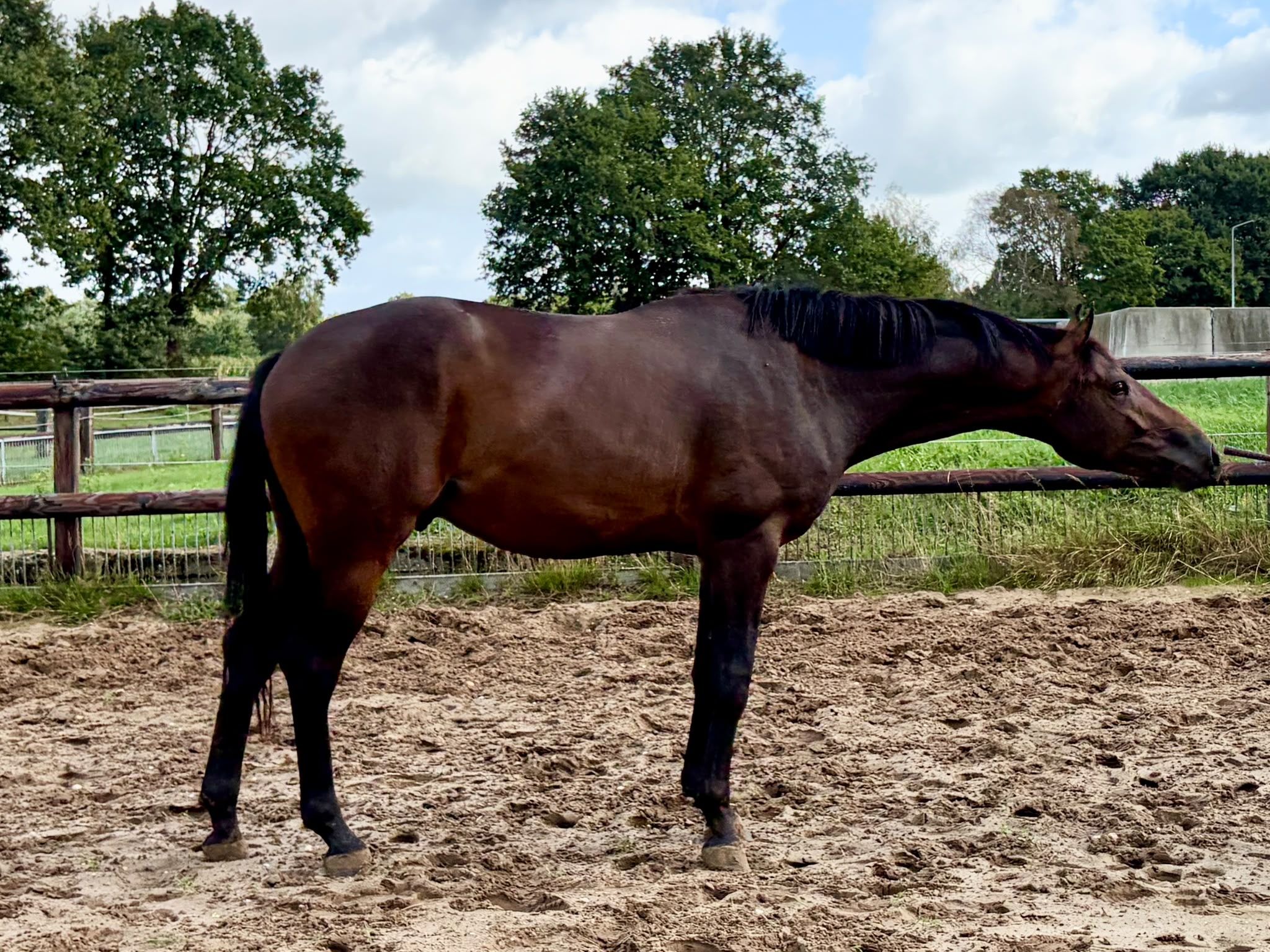 kwpn dressuurpaard hengst 2 ani donkerbruin de vânzare - Foto 2