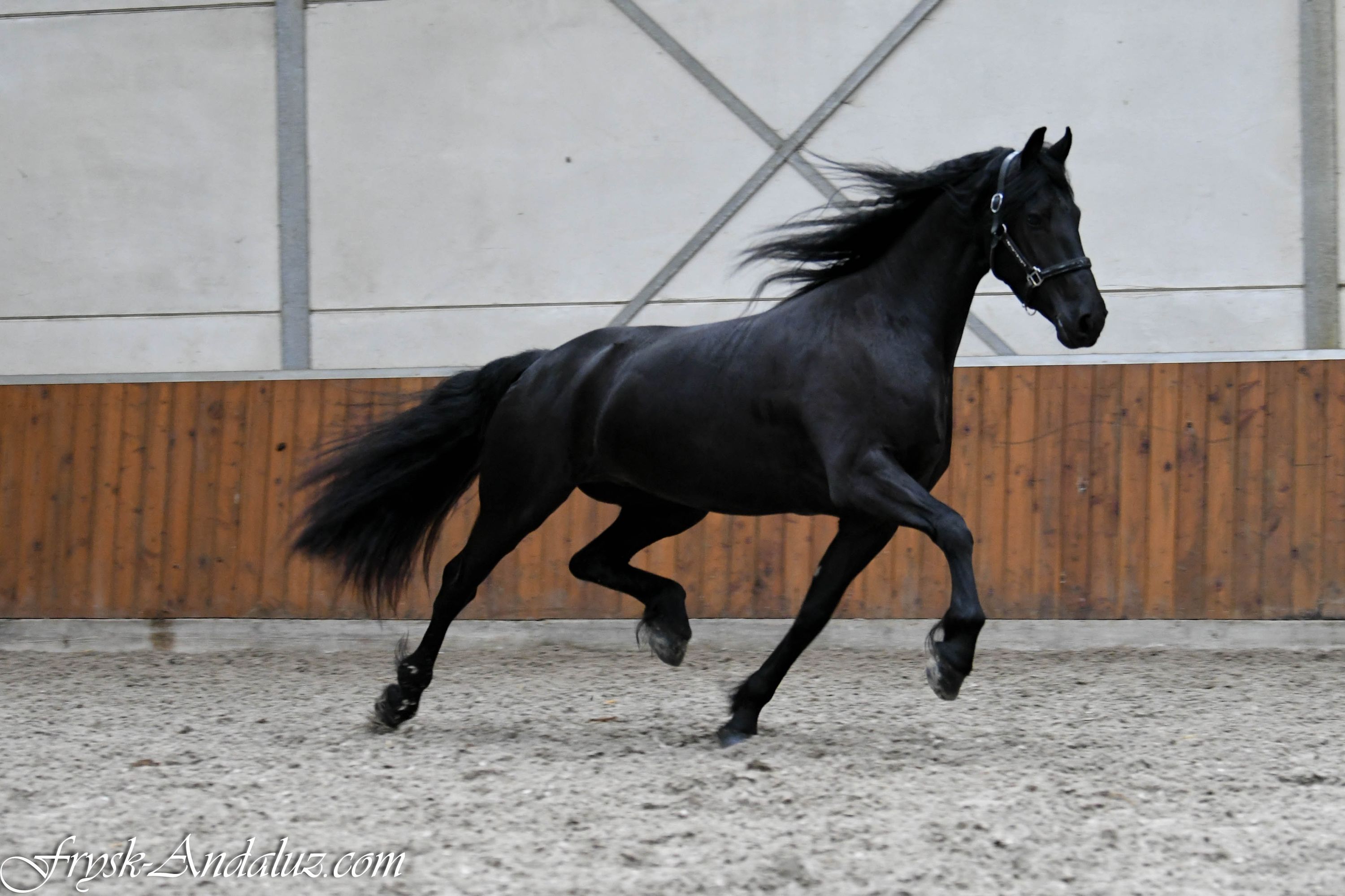 fries merrie 3 Jahre alt zu verkaufen - Foto 6