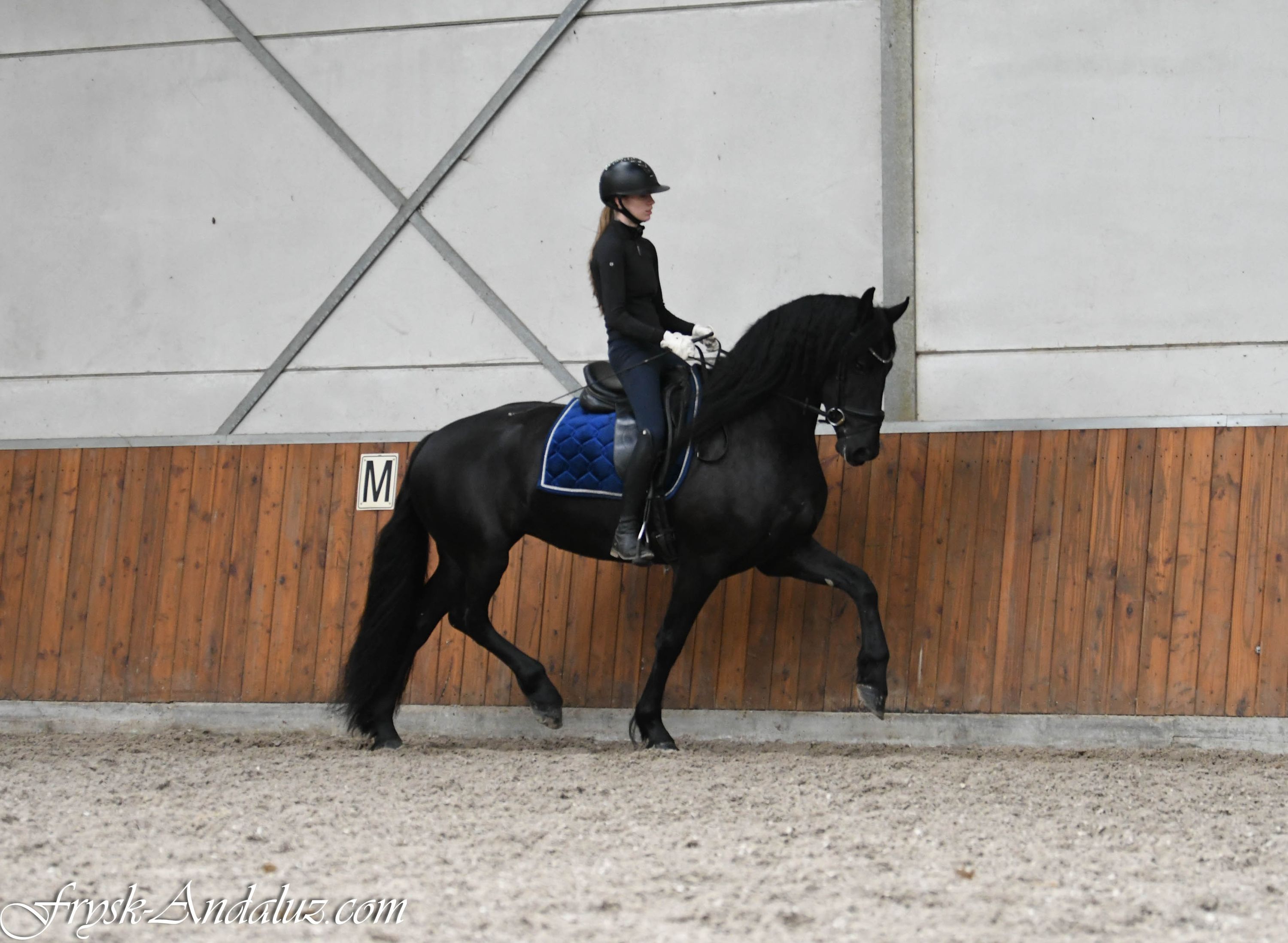 fries merrie 3 Jahre alt zu verkaufen - Foto 4