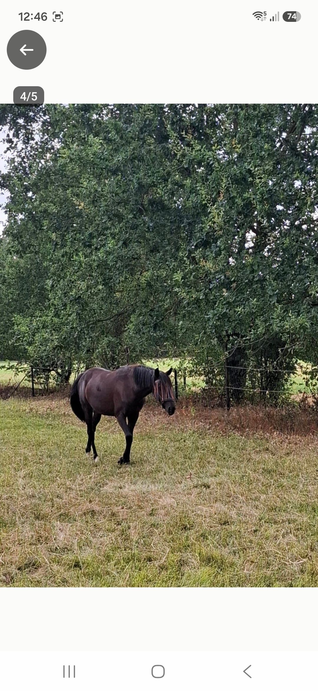 new-forest springpony merrie 2 ani zwart de vânzare - Foto 3