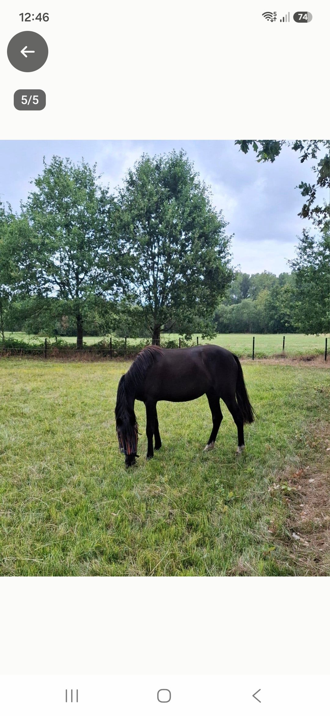 new-forest springpony merrie 2 ani zwart de vânzare - Foto 4