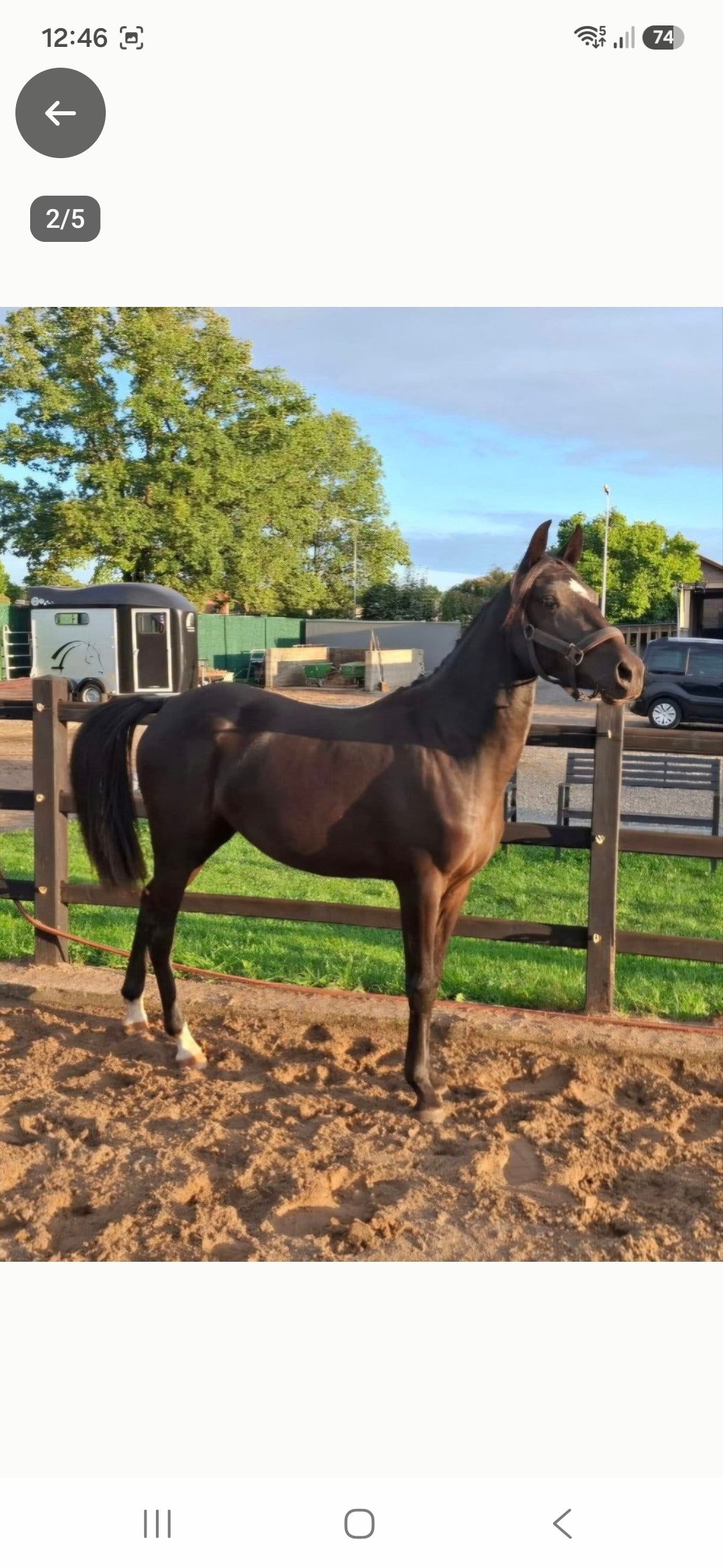 new-forest springpony merrie 2 ani zwart de vânzare - Foto 2